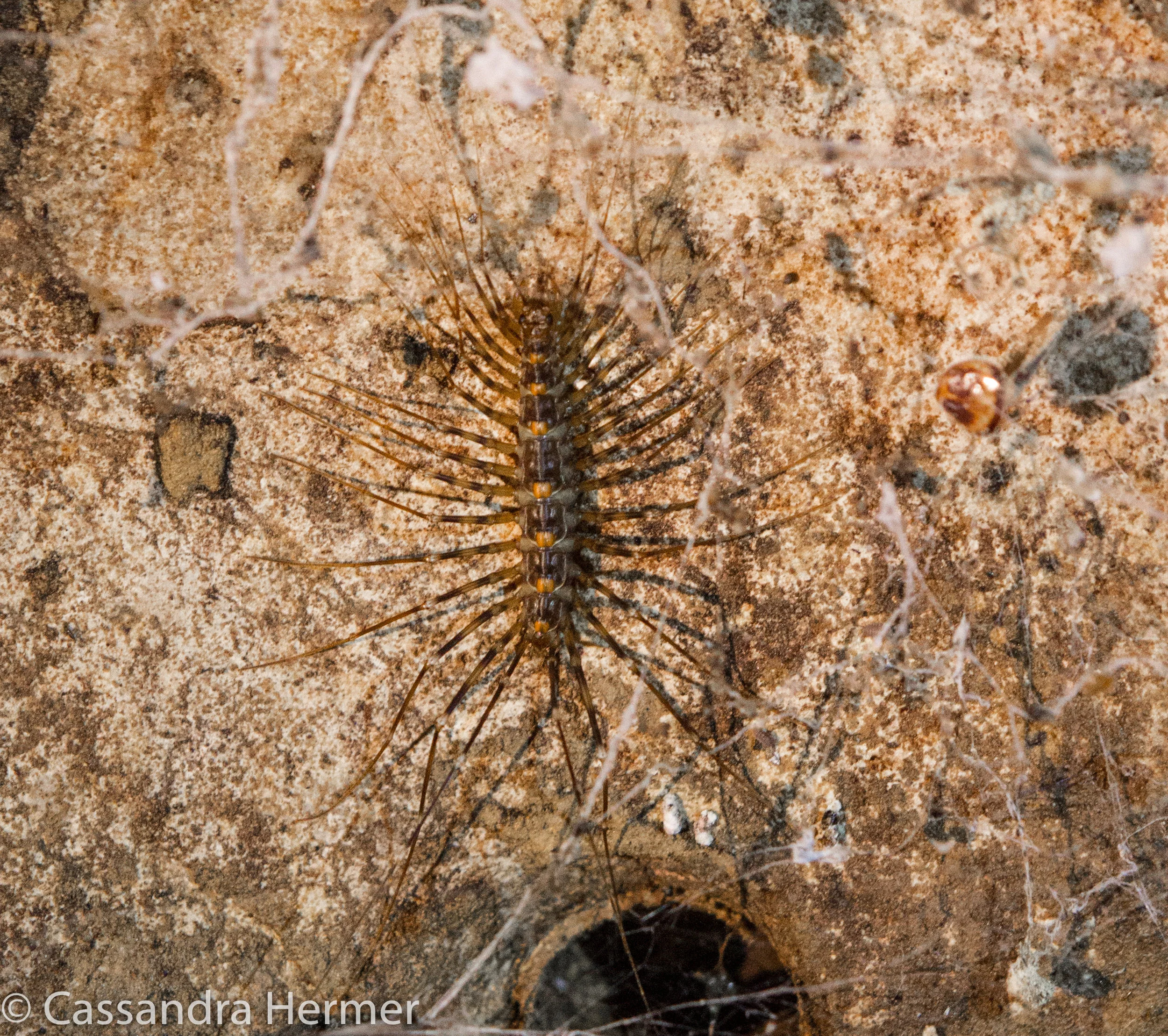  Long-legged Centipede 