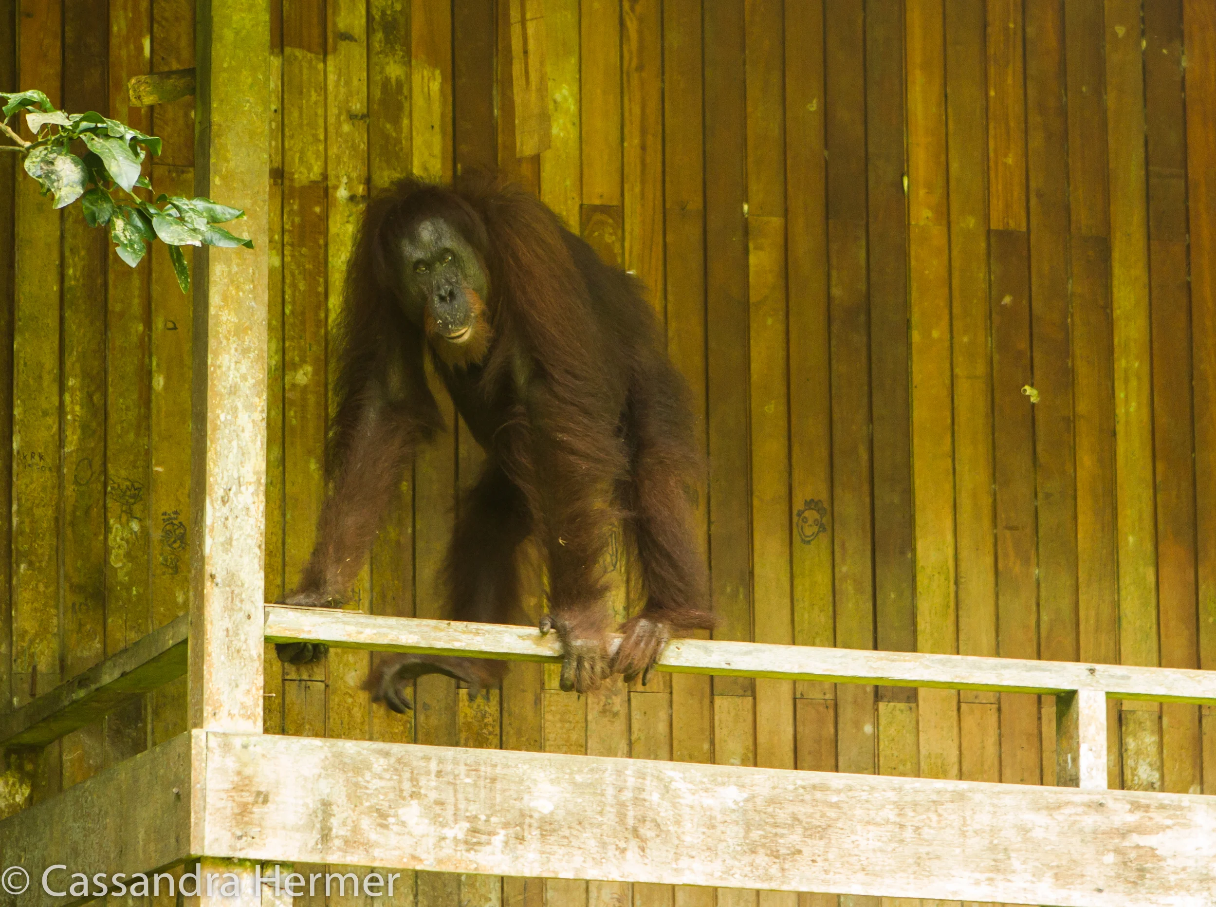  Orangutan (wild) 