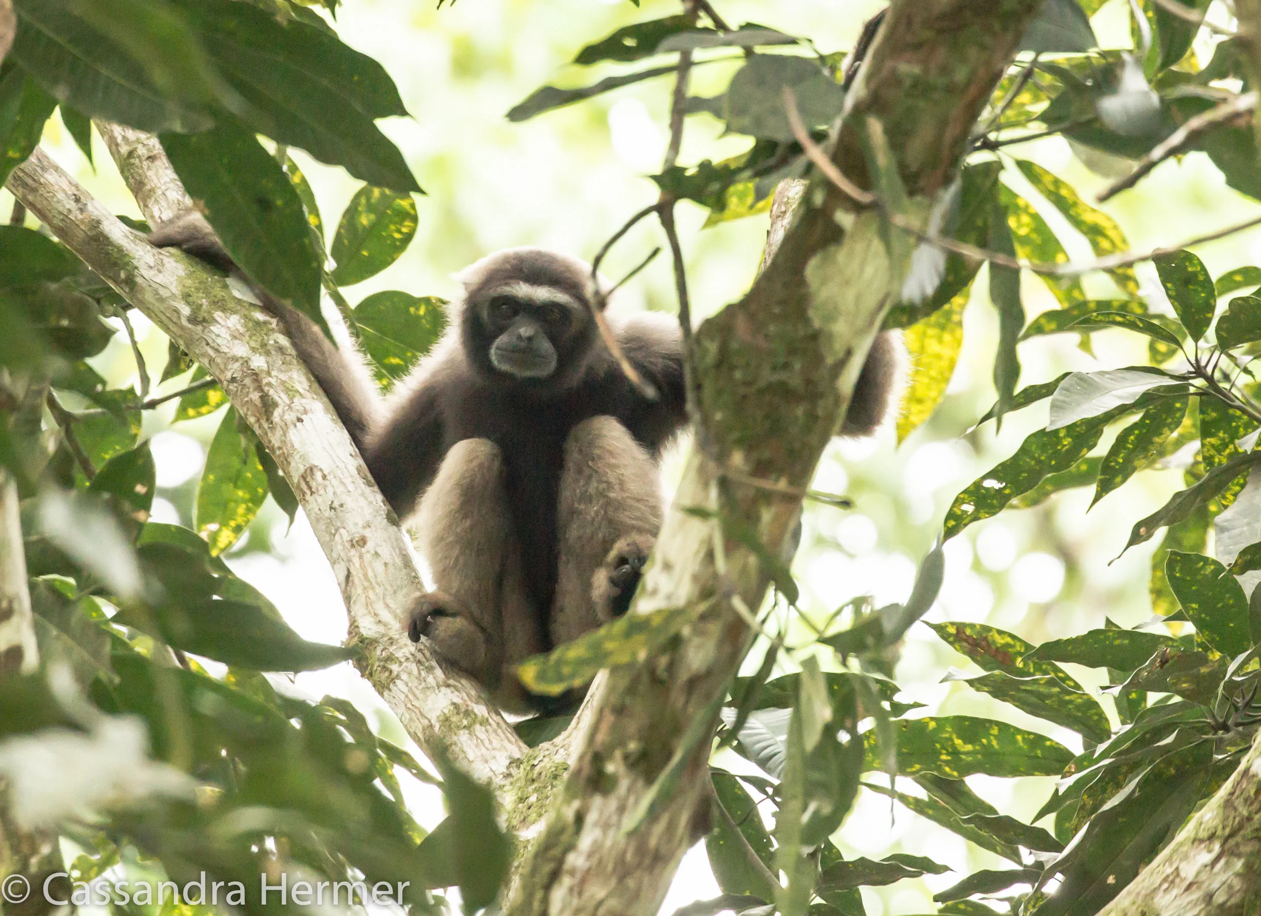  Northern Borneo Gibbon Monkey 