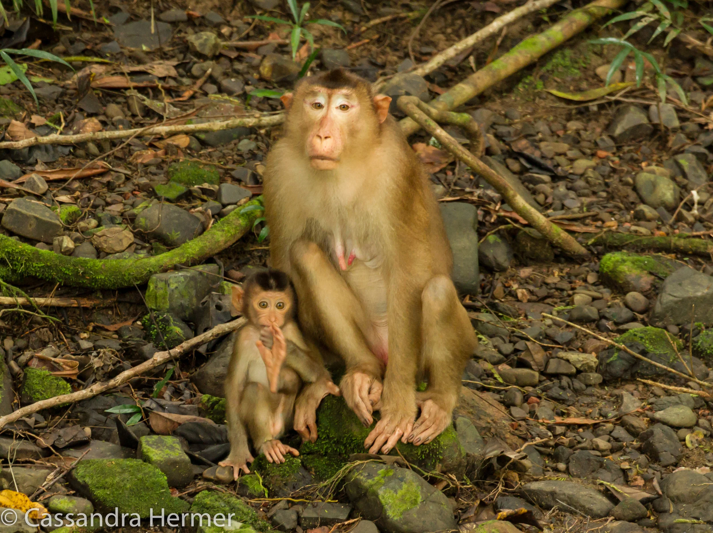  Pig-tailed Macaque Monkey 