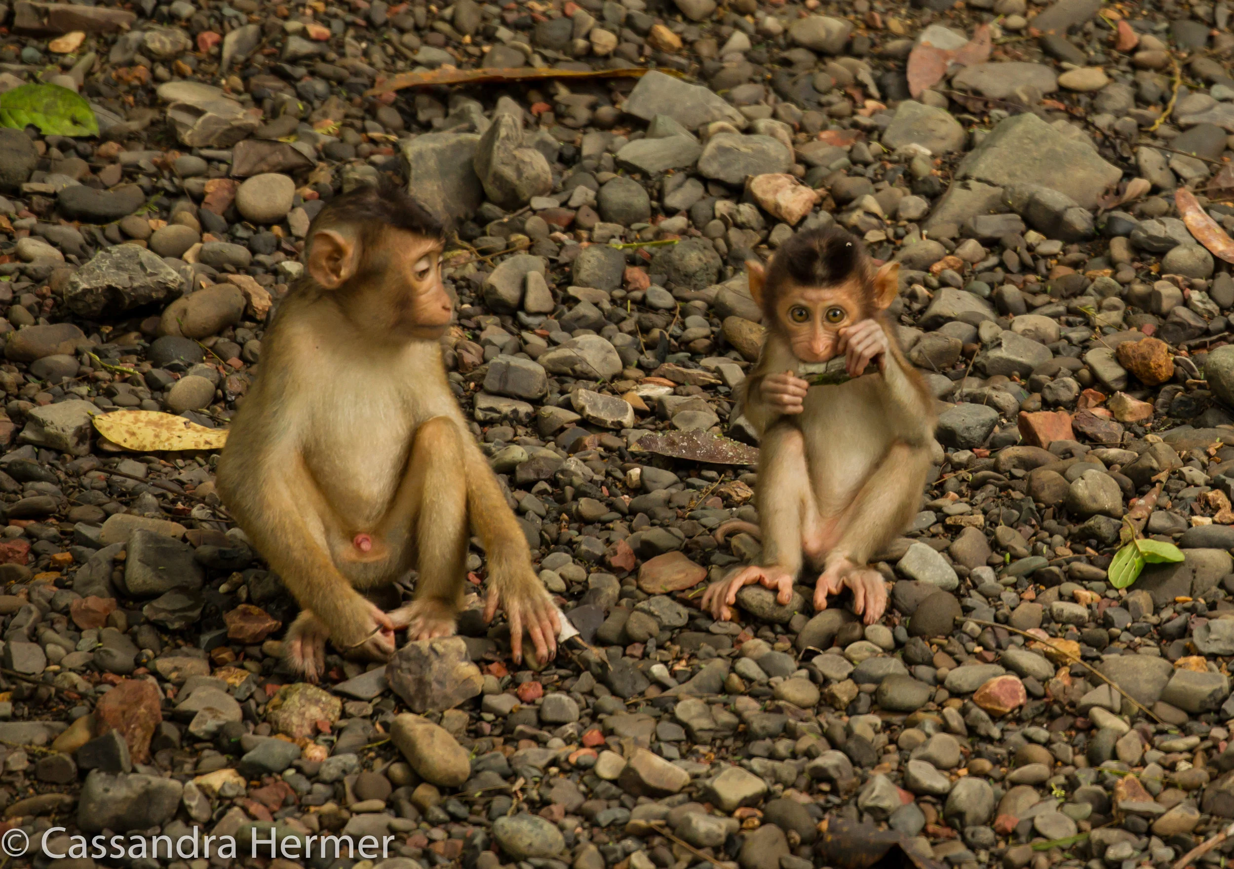  Pig-tailed Macaque Monkey 