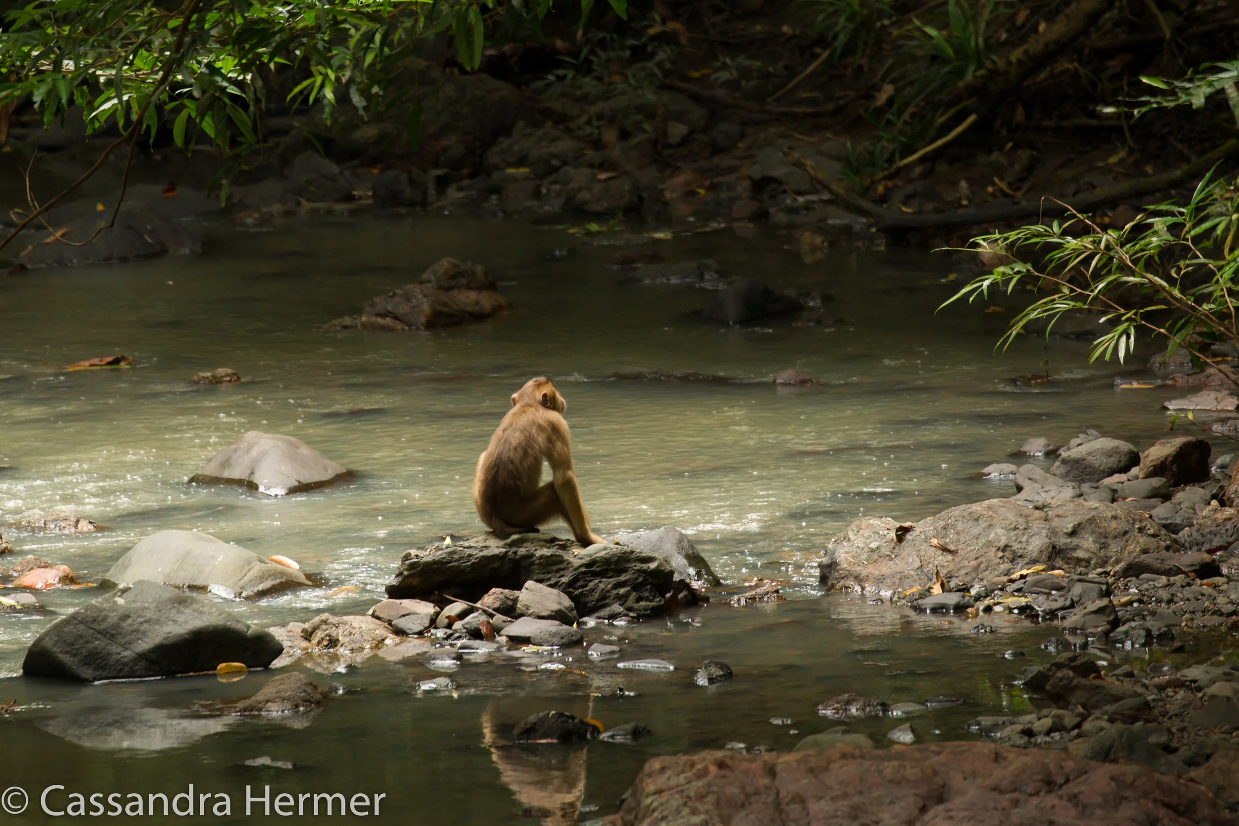  Pig-tailed Macaque Monkey 