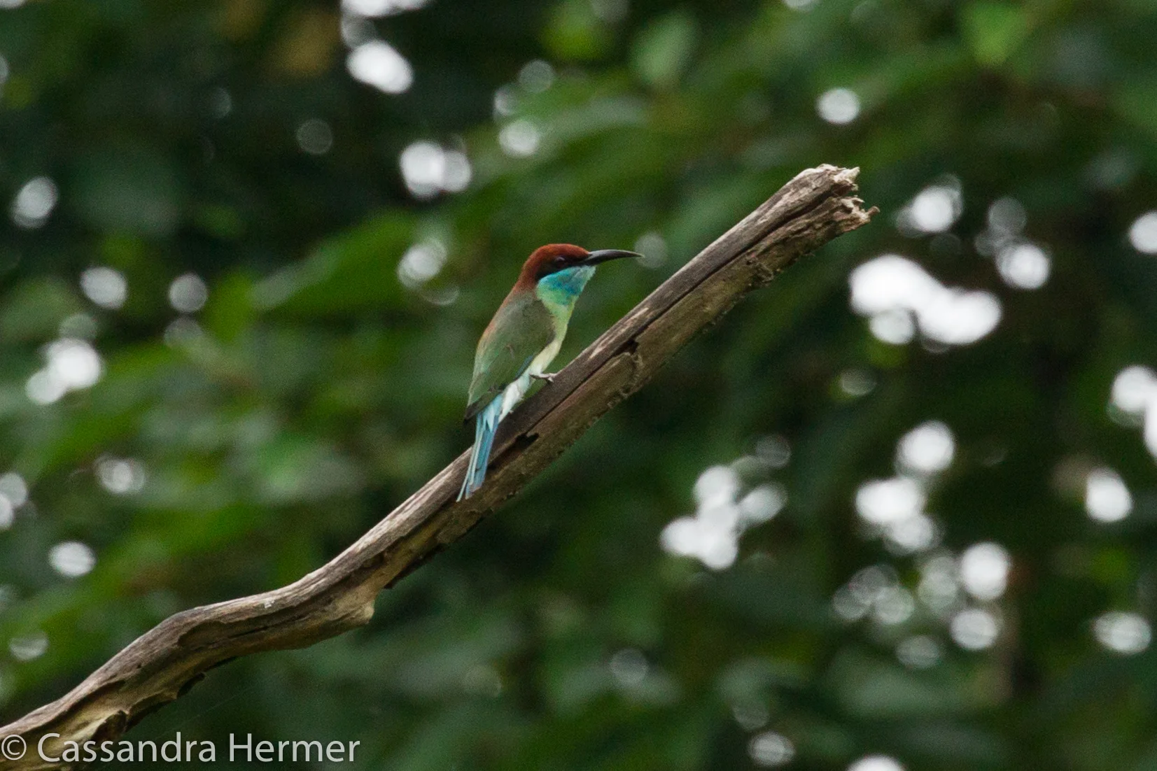  Blue-throated Bee-eater 