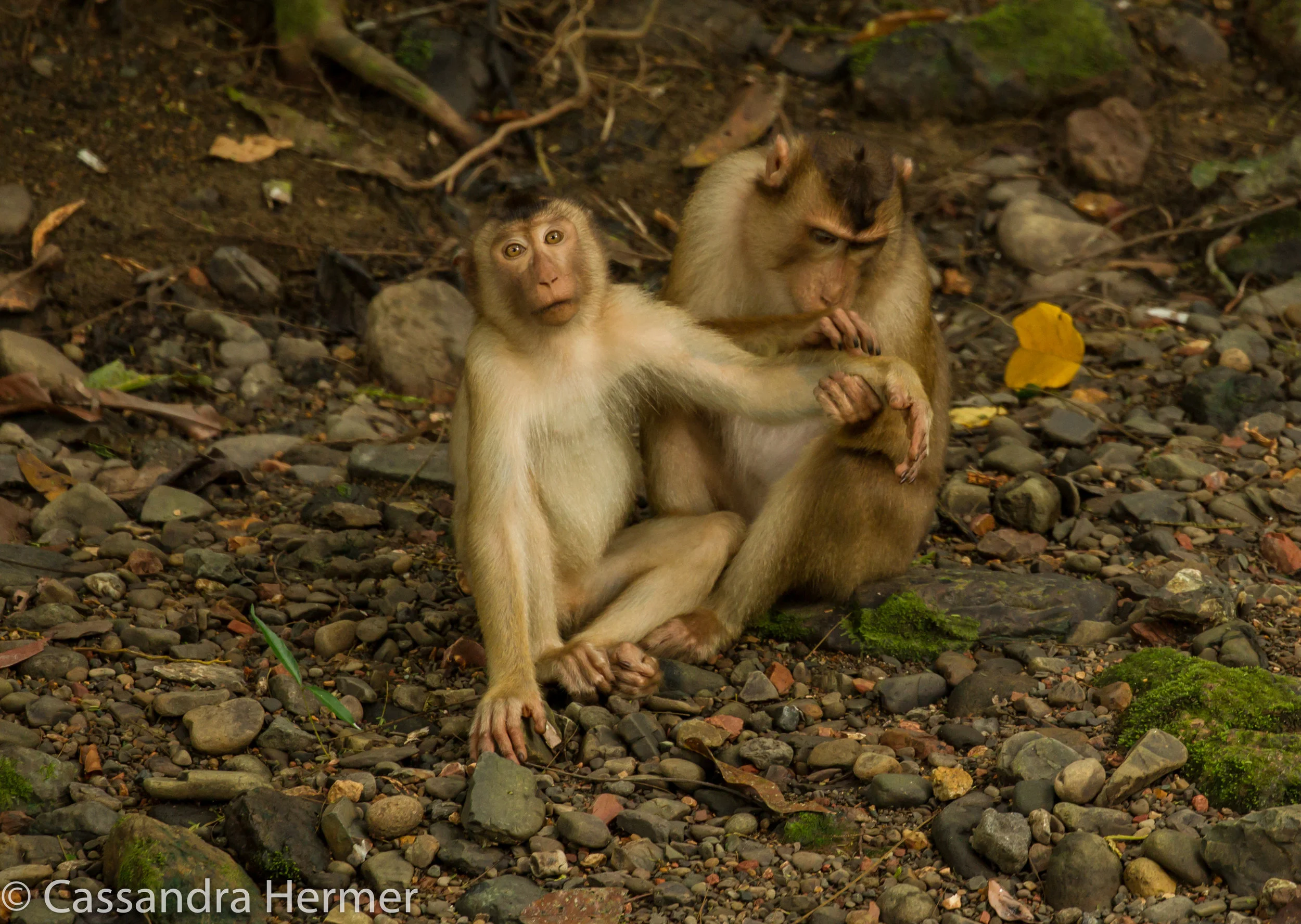  Pig-tailed Macaque Monkey 