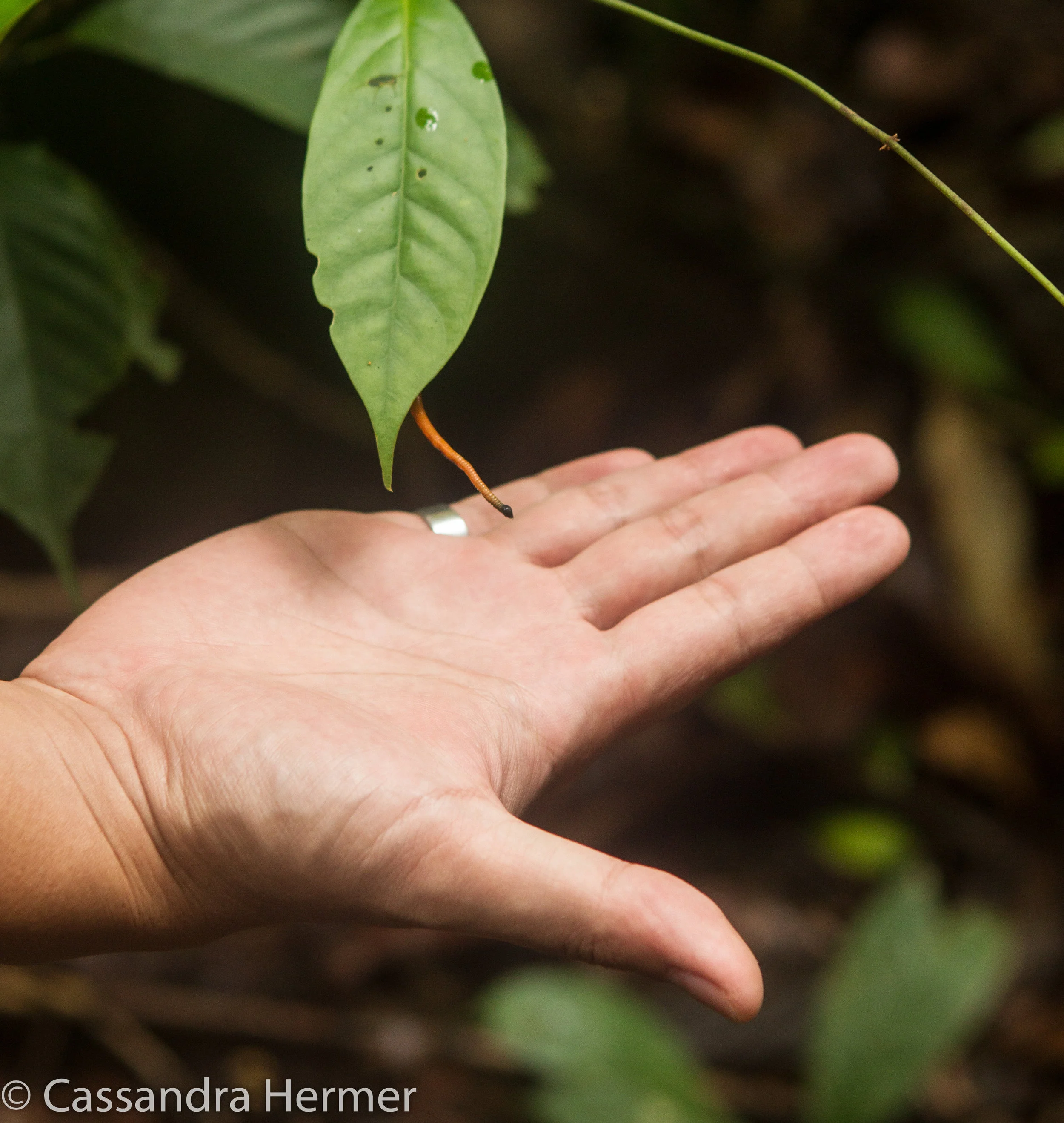  Leeches!! They live in the rainforest and appear abundant! We were given leech socks and did wear them. &nbsp;We also checked ourselves for leeches frequently.&nbsp;They look and are the size of inch worms.&nbsp; 