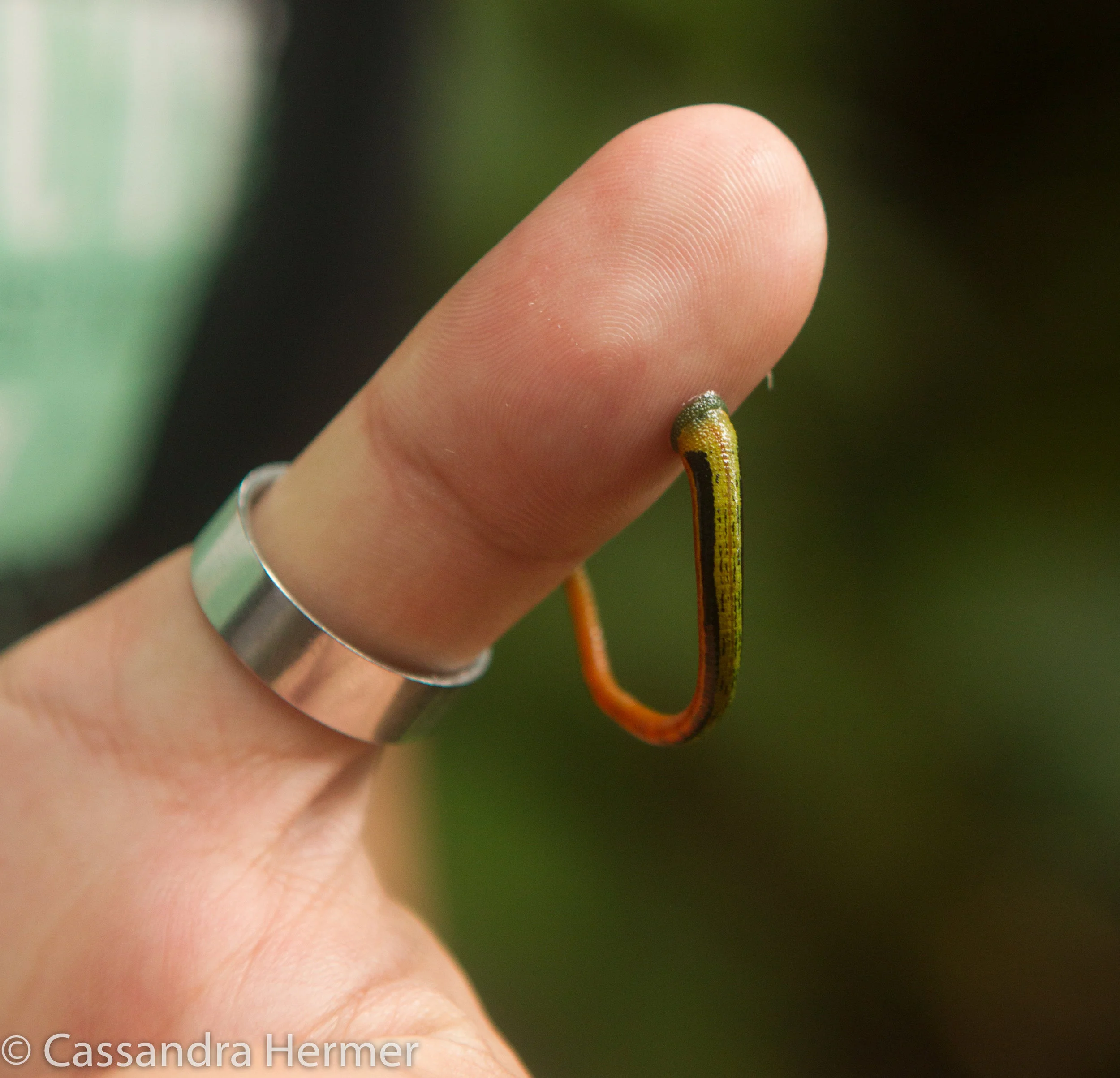  Leeches have proven not to have any viruses or bacteria that can harm humans. They are attached to virbations &nbsp;and carbon dioxide &nbsp;you produce. We observed them under leafs and when we got just a foot or two close to them, they would appea