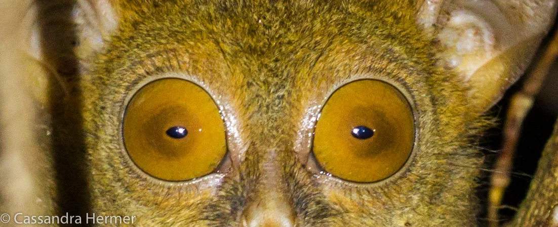  Western Tarsier Monkey 