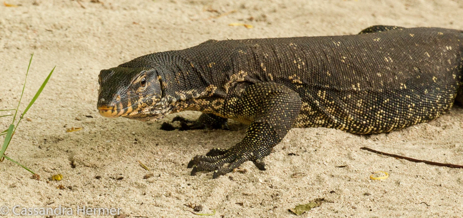  Monitor Lizard. This lizard was walking thru the resort we were straying. 