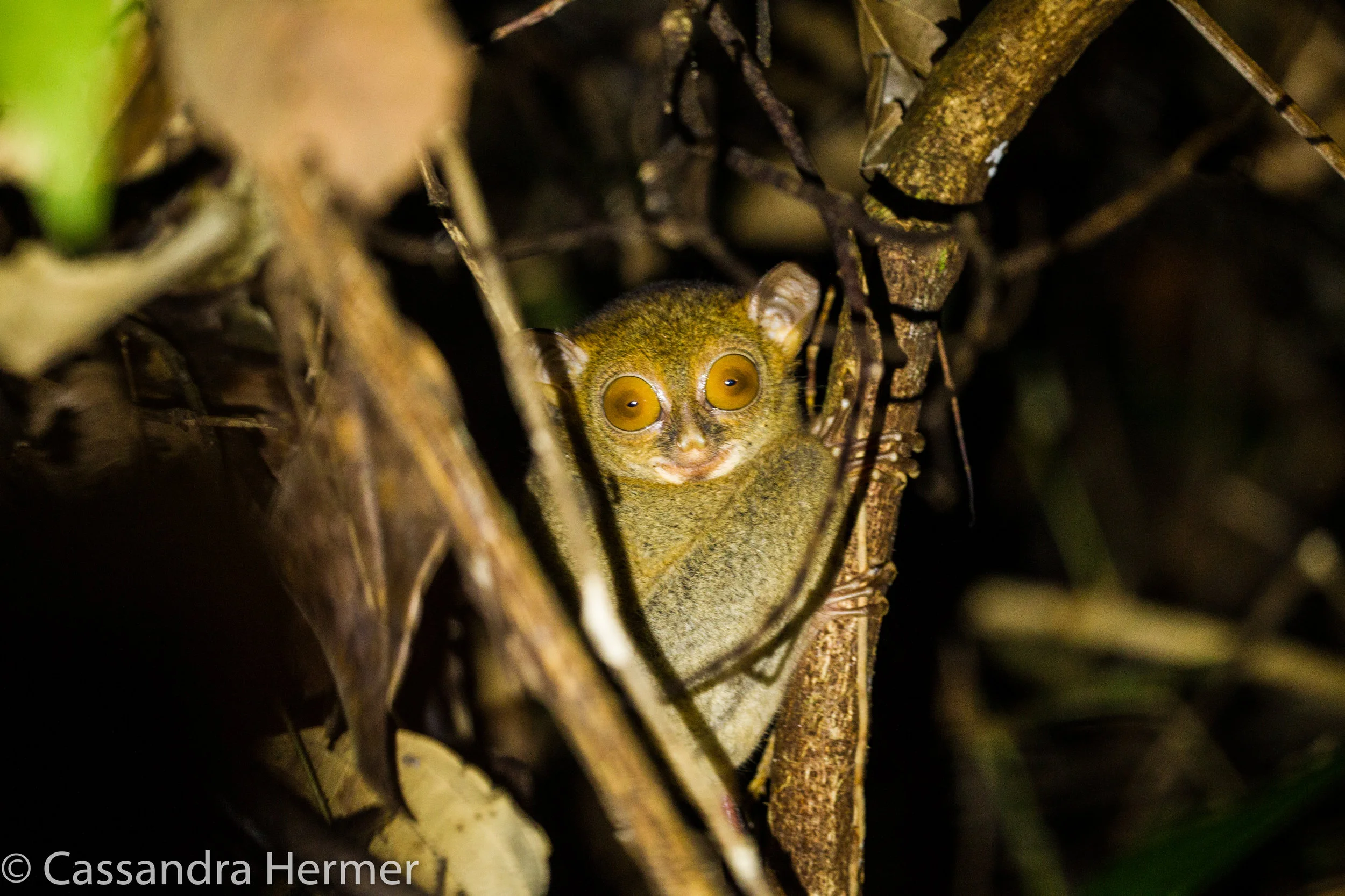  Western Tarsier Monkey. They are small nocturnal,carnivorous, primitive primates. Their heads can rotate 180 degrees. We were very lucky to see this tiny monkey in the dark. With all the flashlights on him, I was able to get &nbsp;a few shots. 