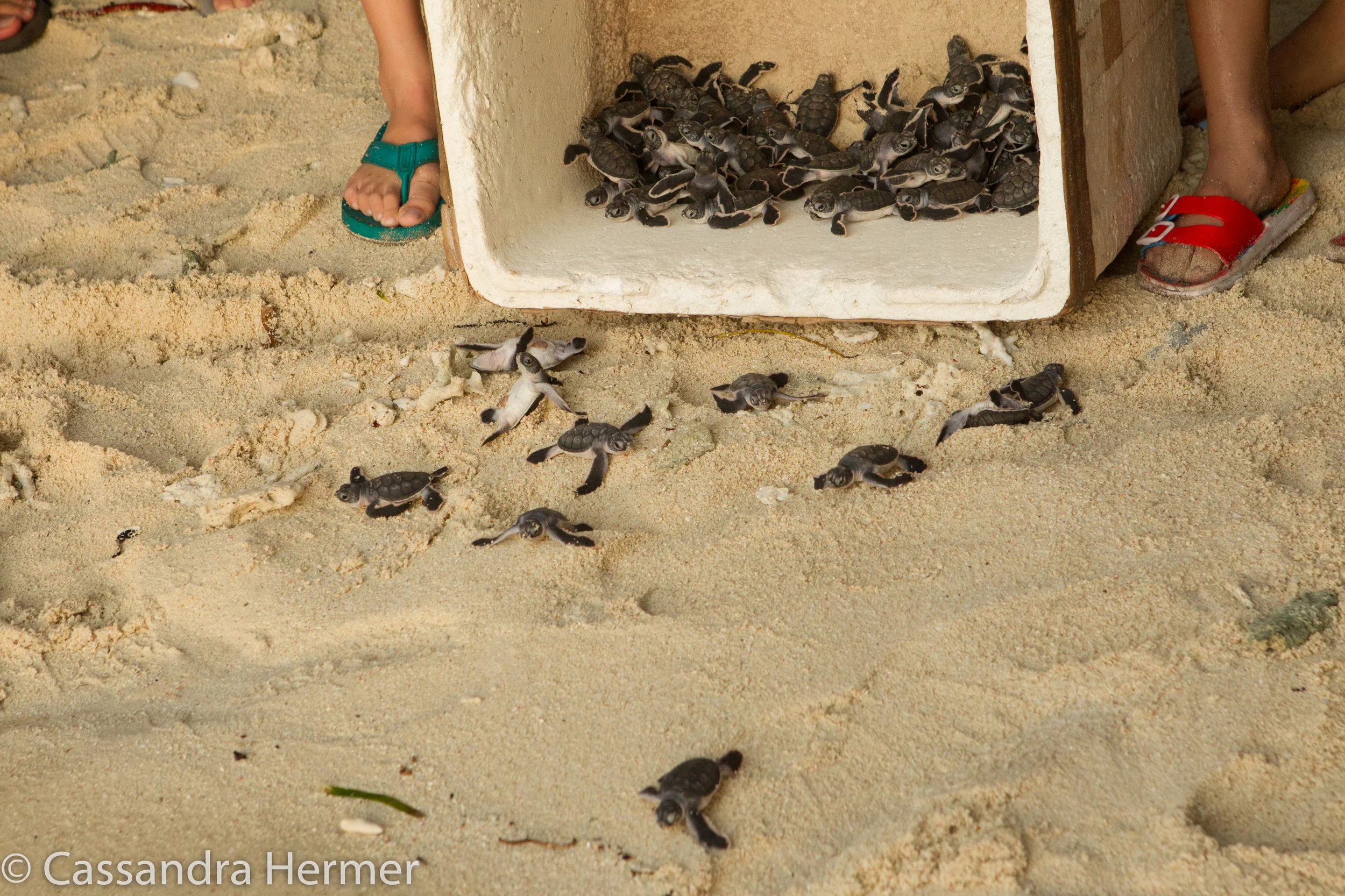  Green Sea Turtles been released. 