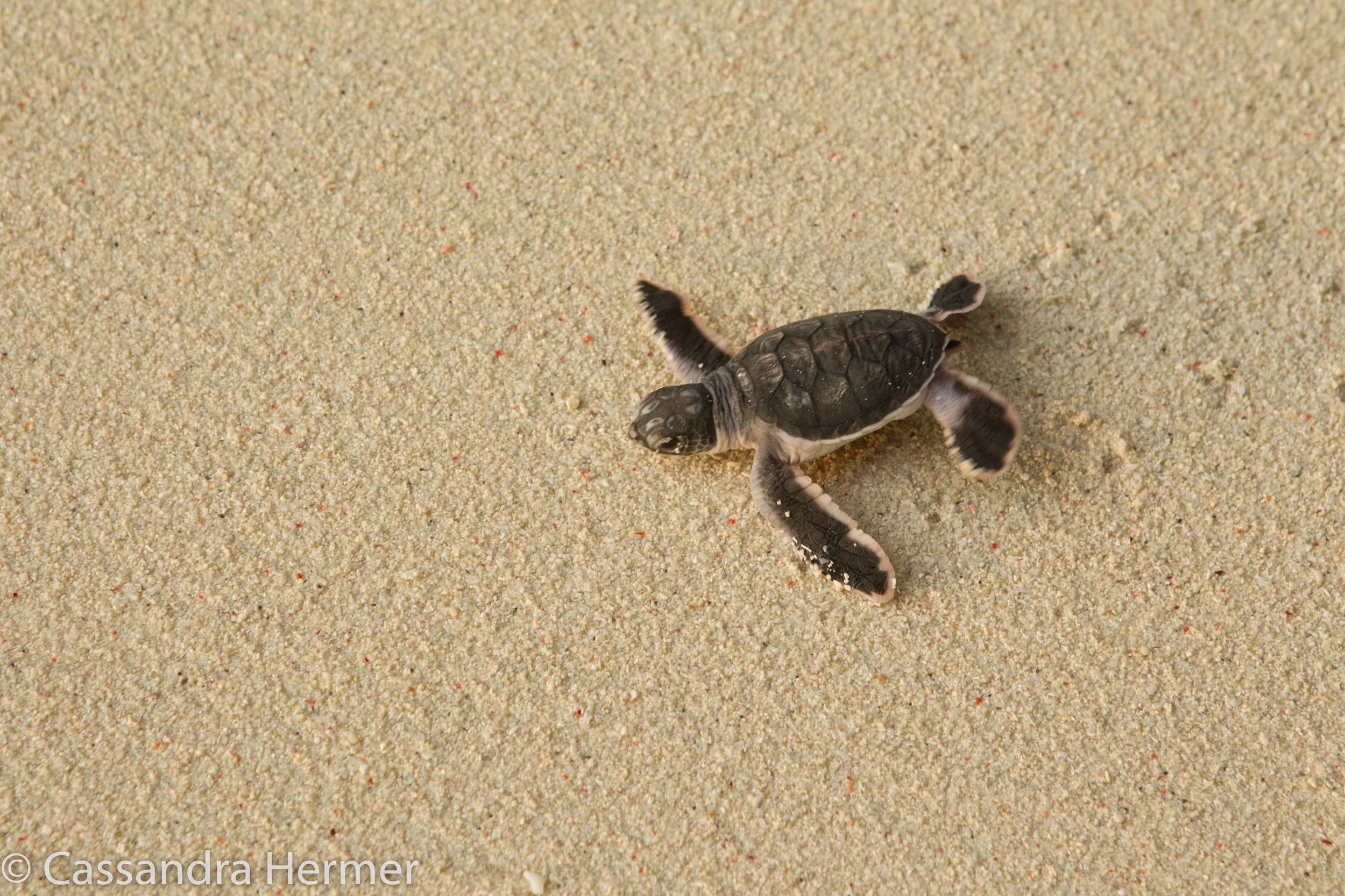  Baby Green Sea Turtle on the way to the sea. 