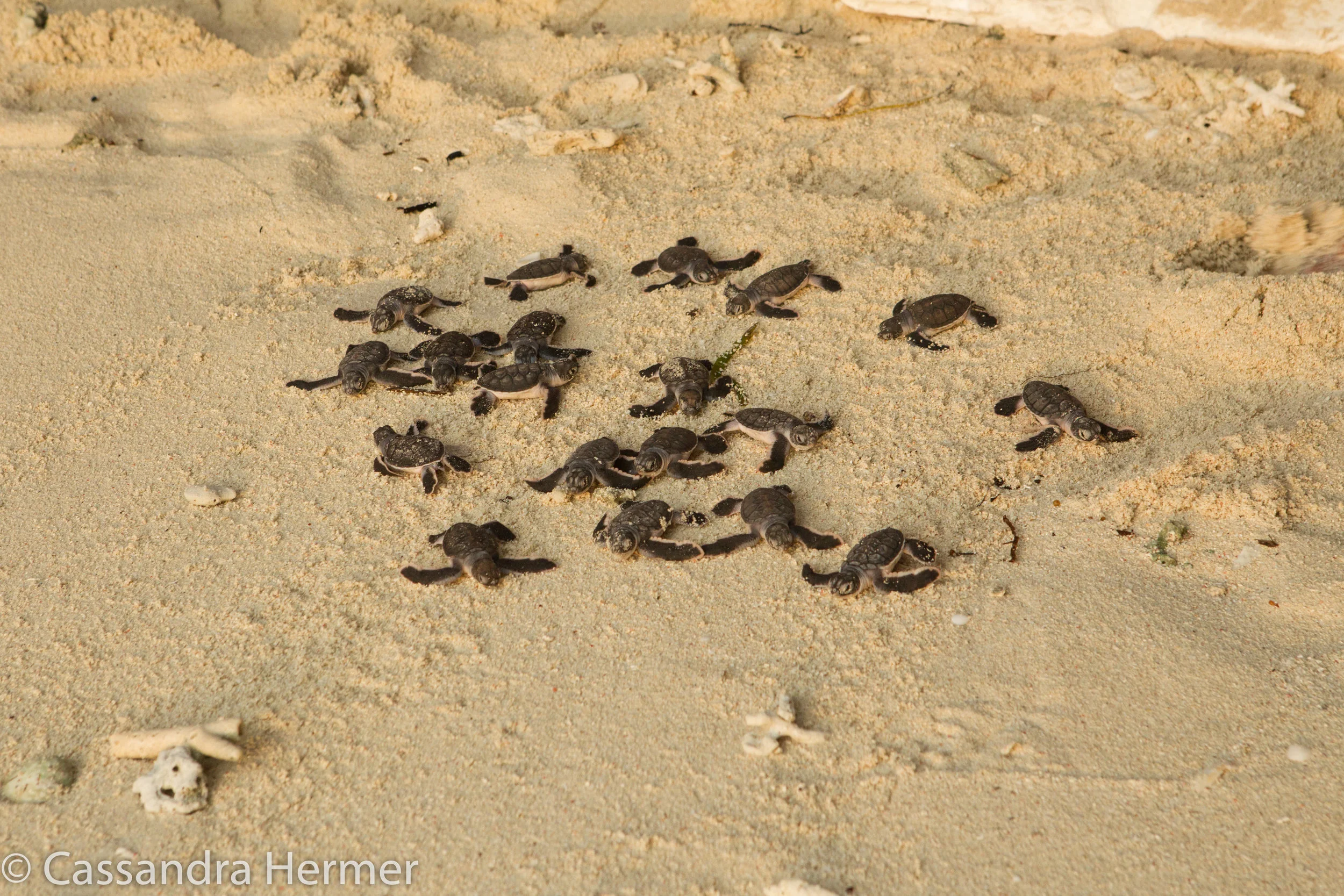  Green Sea Turtles heading to the Celebes Sea. 