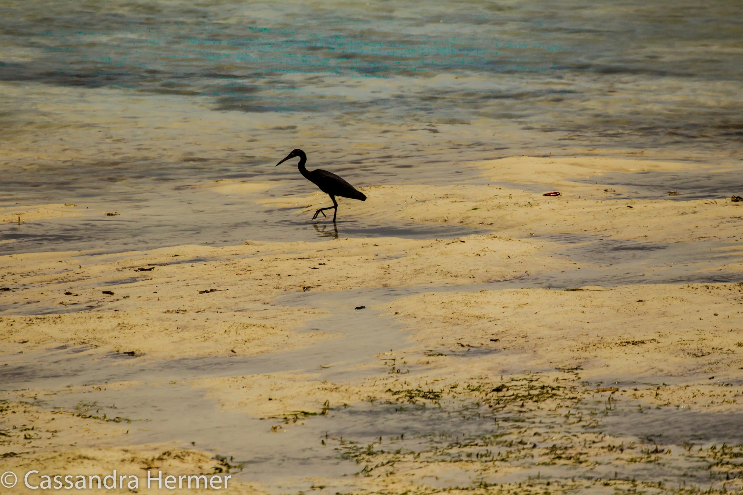  Pacific Reef-Egret, Celebes Sea, Mataking Island. 