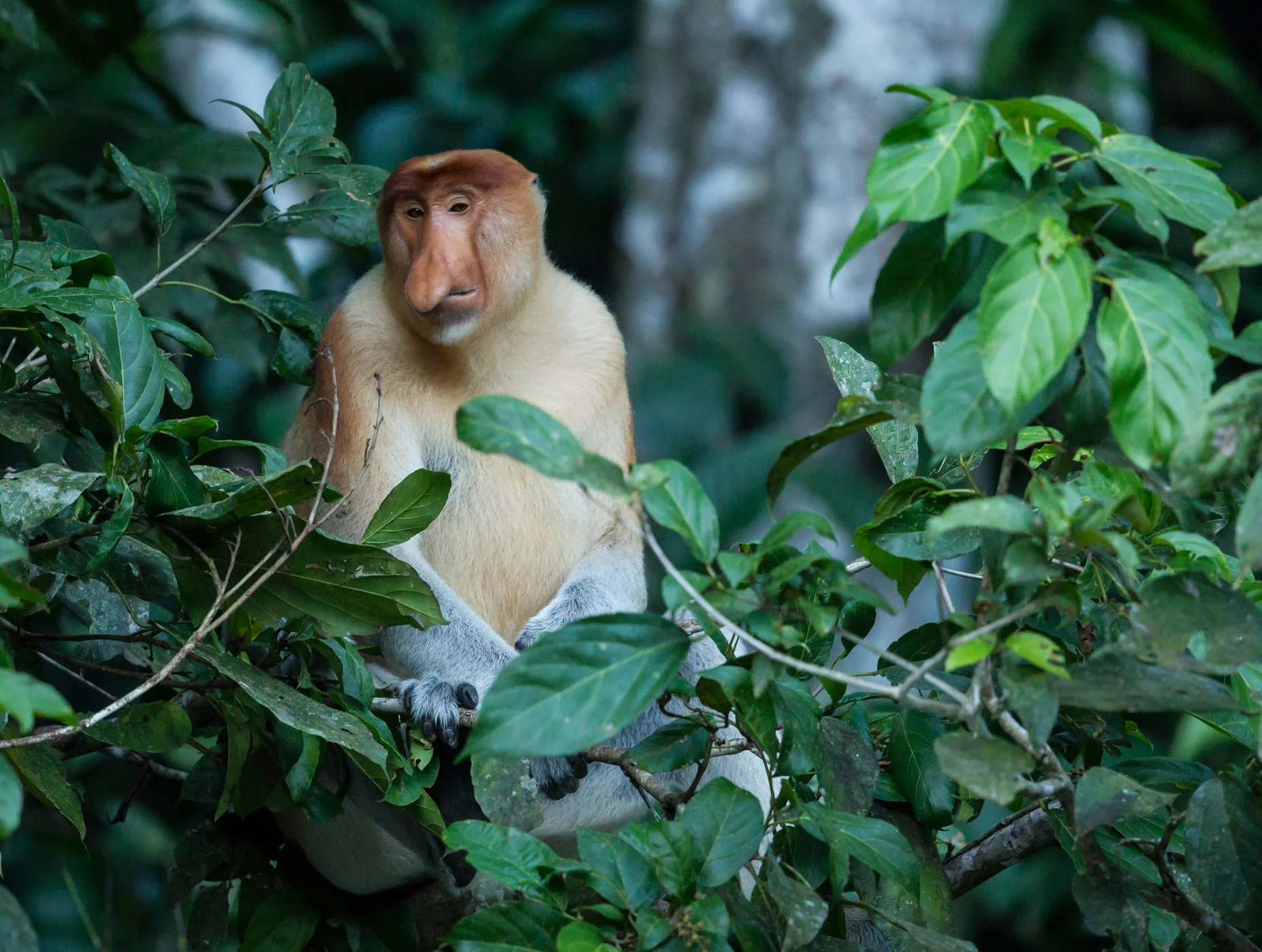  Proboscis Monkey 