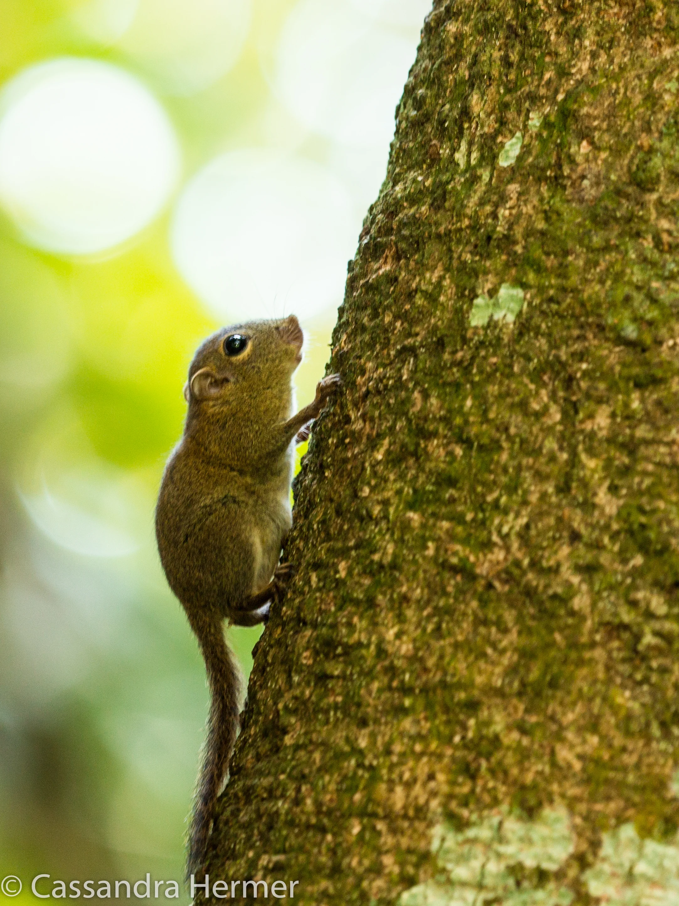  Borneo Pigmy Squirrel 