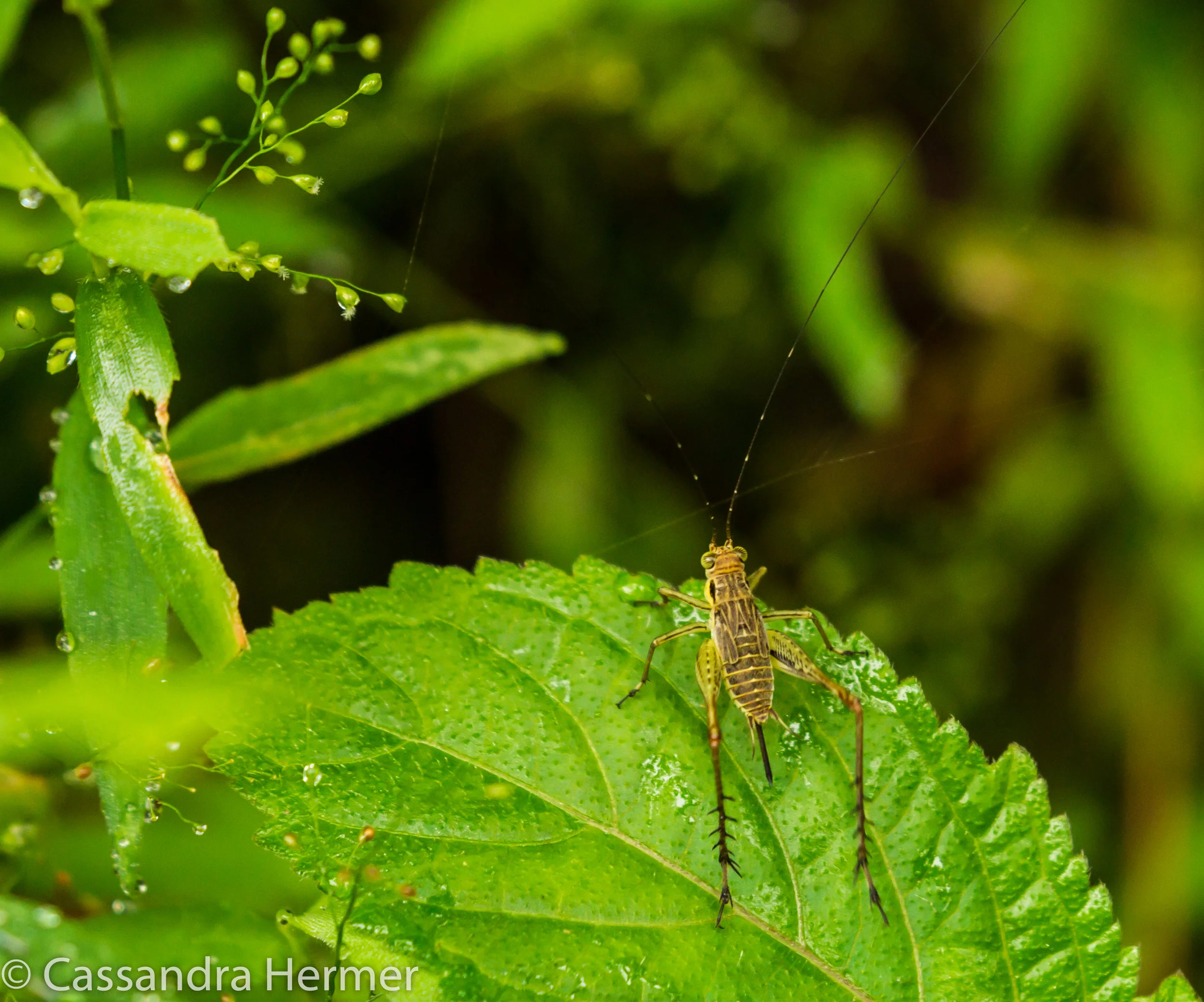  Look closely and note how &nbsp;long his antennas are. 