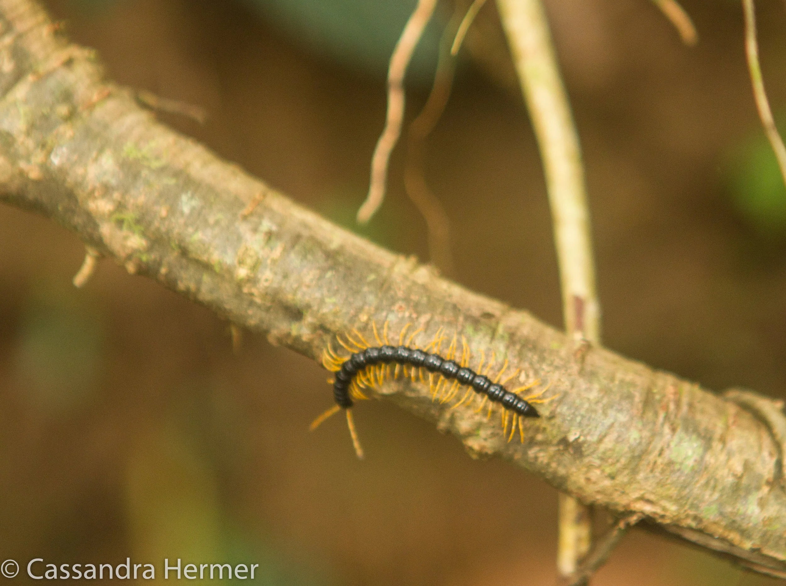  Yellow-legged Millipede 