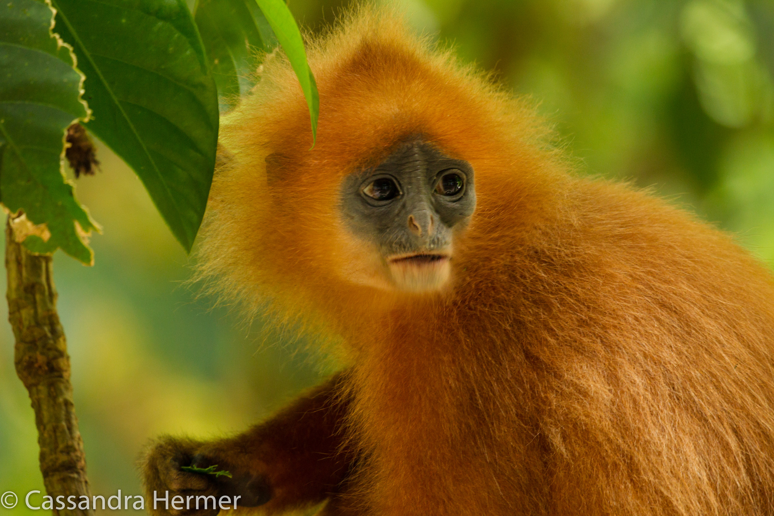  Maroon (red) Leaf Langur Monkey 