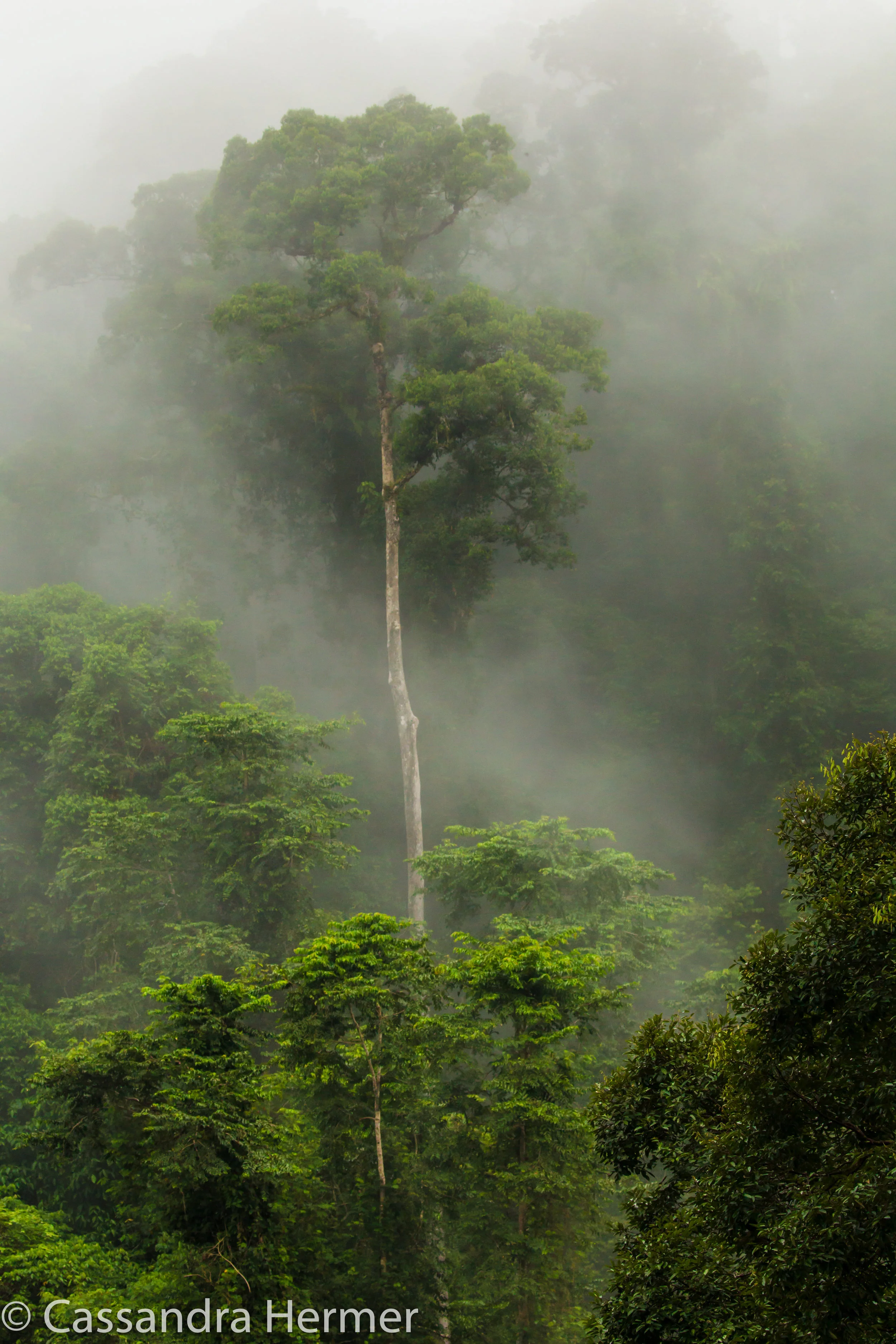  Borneo rainforest, early am mist, Danum Valley 