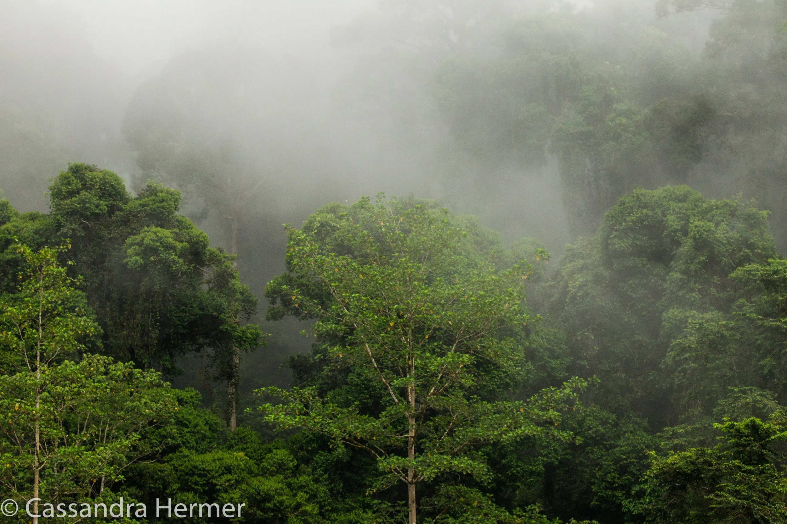  Early am morning mist, from a canopy walk. Danum &nbsp;Valley 