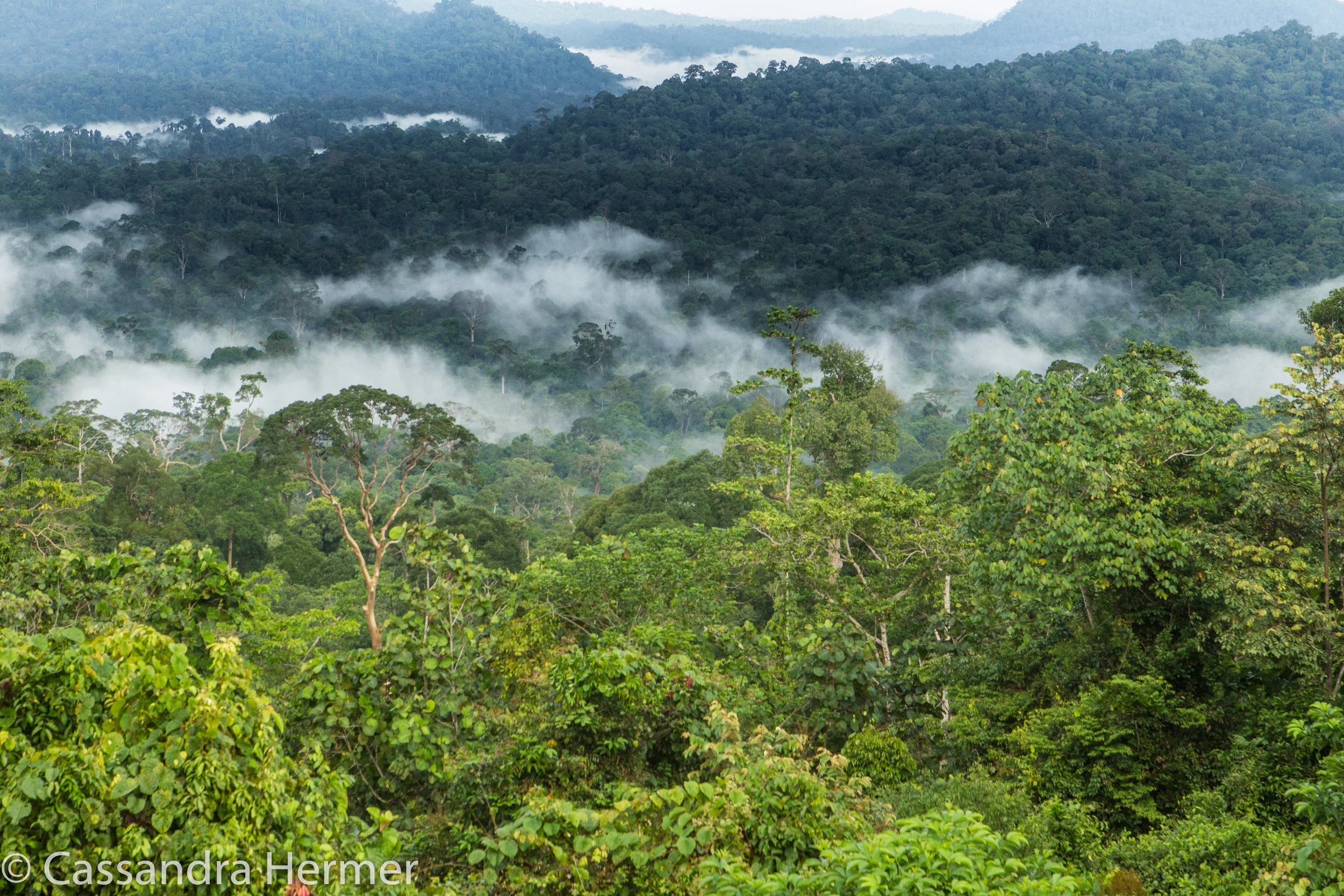  Early am morning mist, from a high platform. 