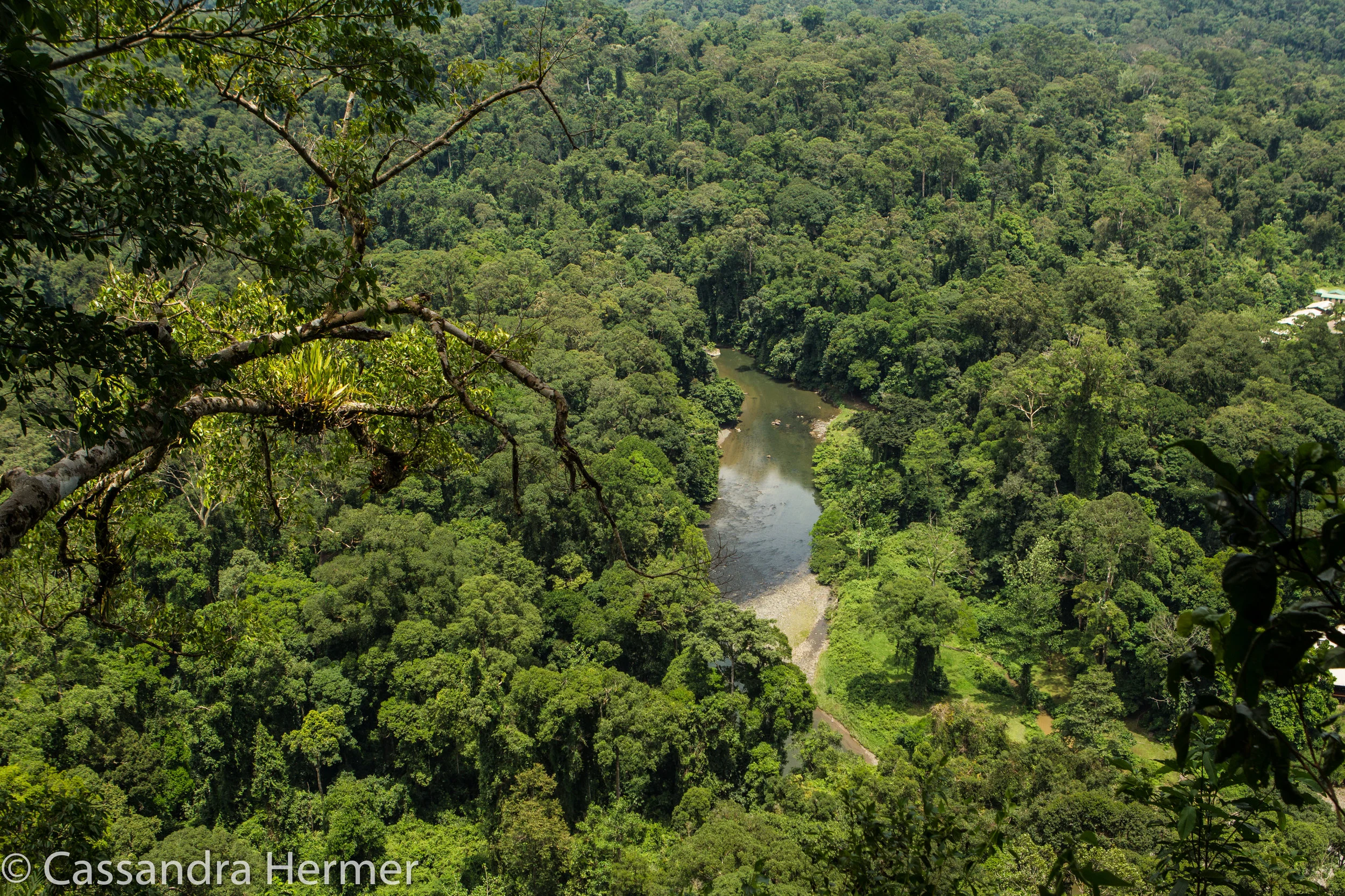  A view from a high platform to see the thickness of the rainforest. Danum Valley 