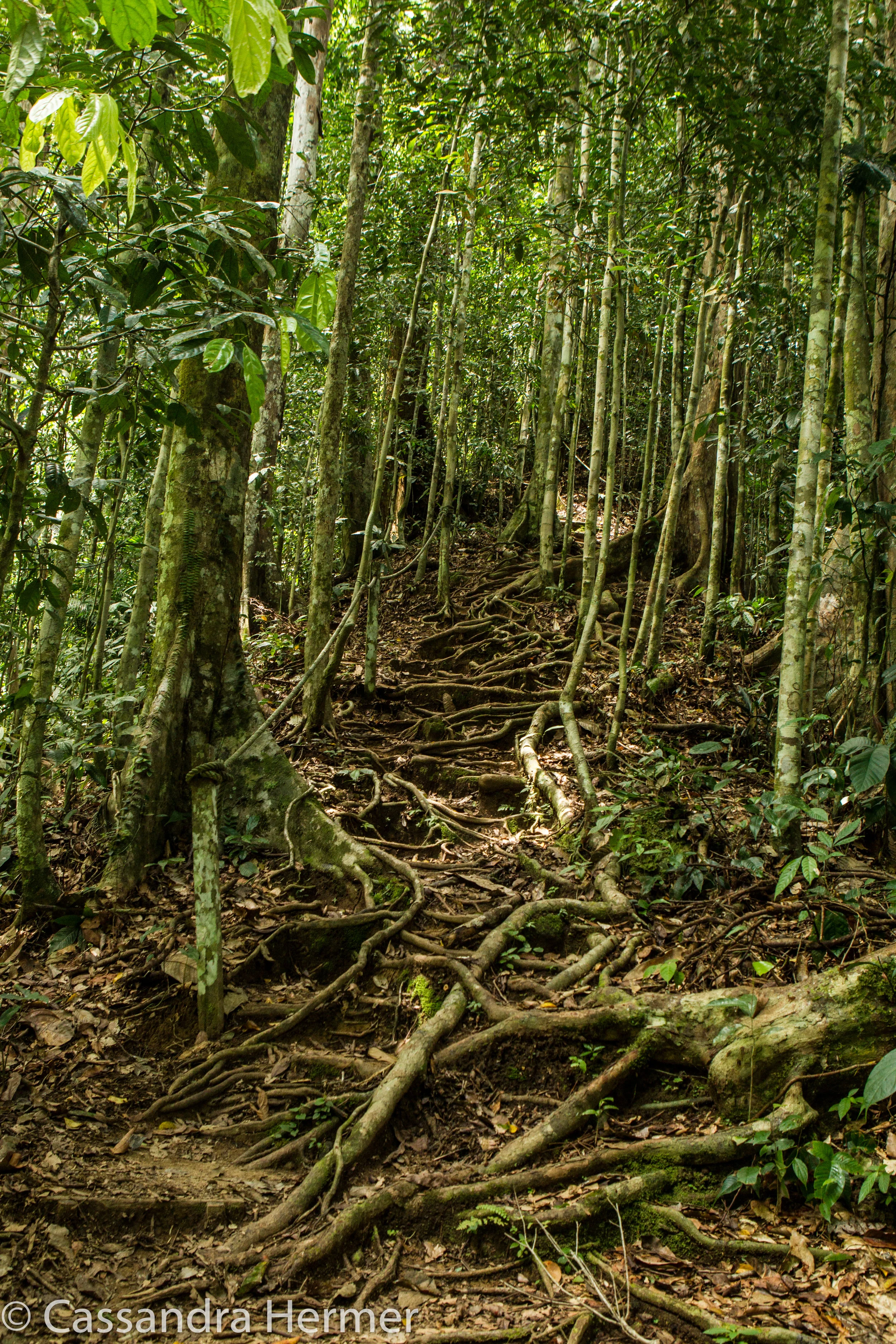  A hike thru the rainforest. Yes, this was one of our trails! 