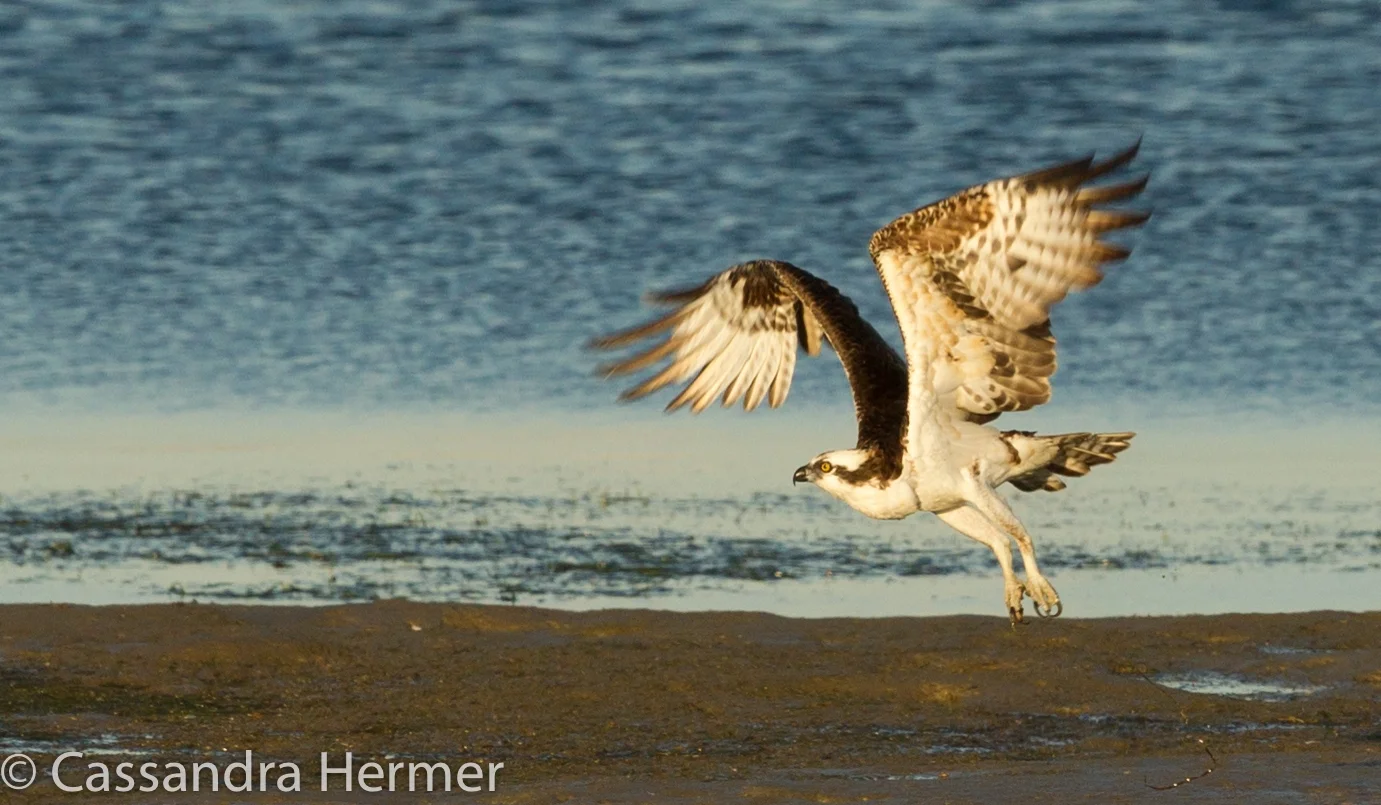  Osprey, Bolsa Chica 