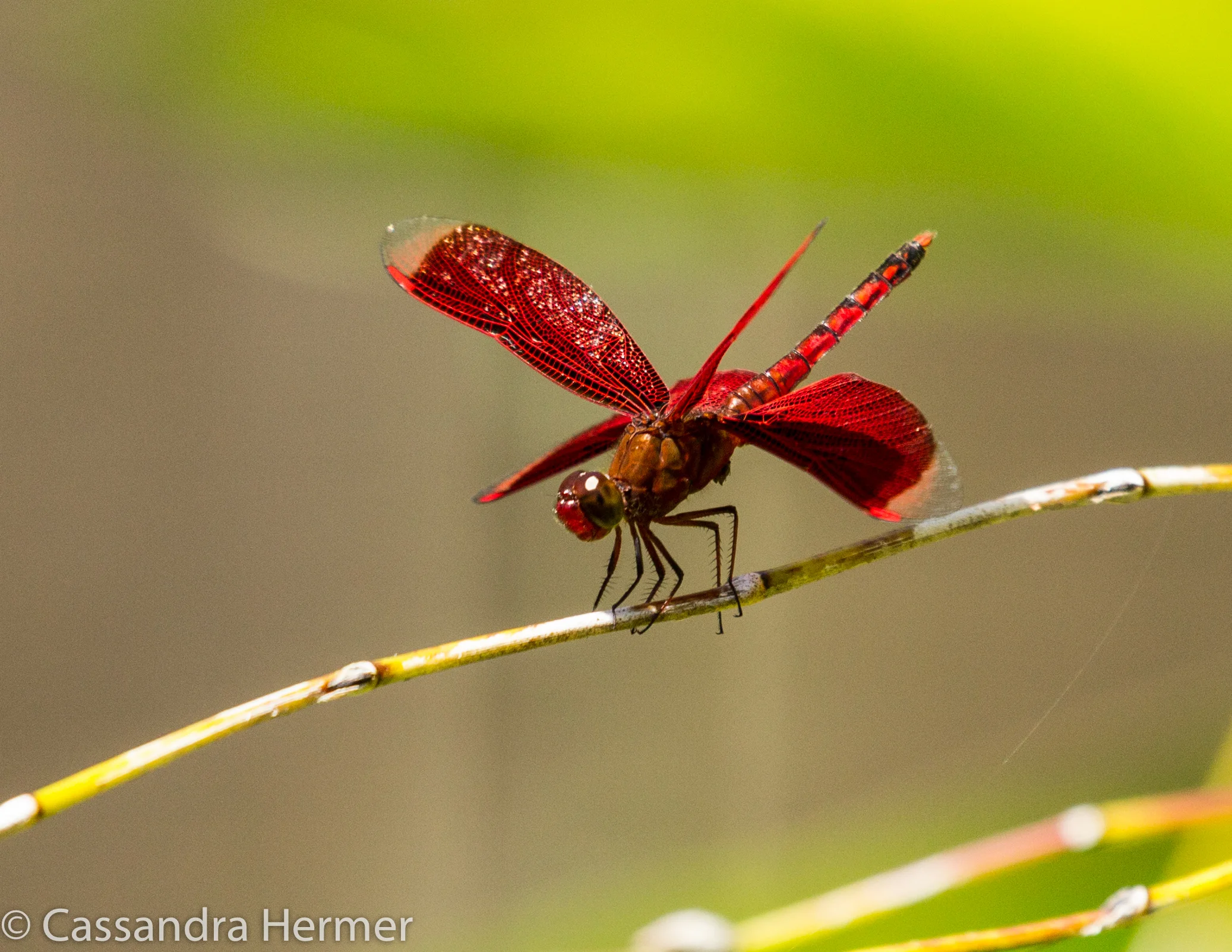  Dragonfly, Borneo, 2017 