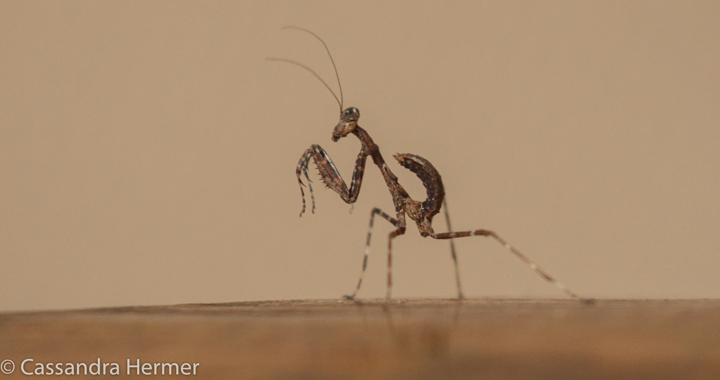  Juvenile Praying Mantis , Borneo 2017 