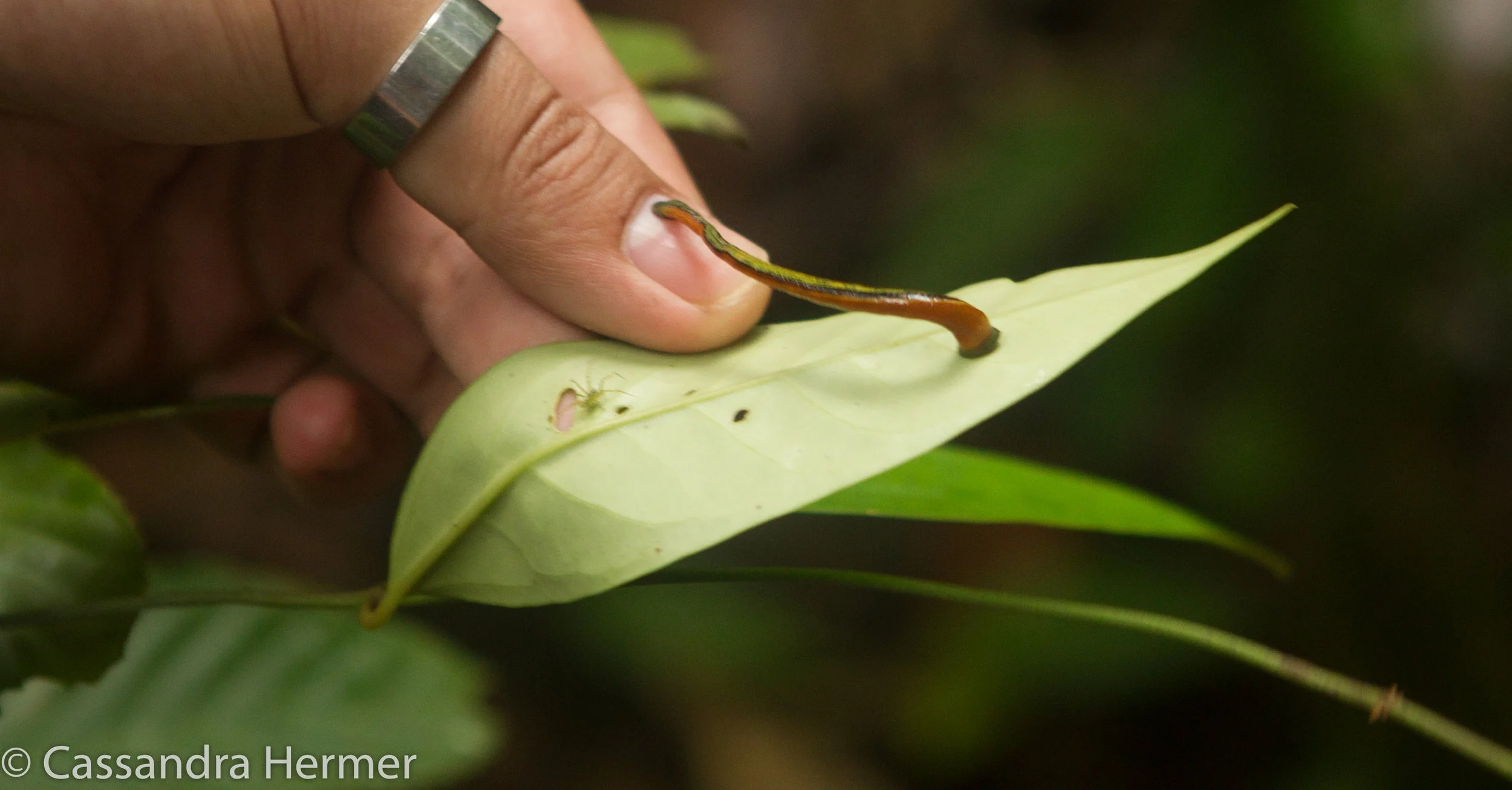 Leech in Borneo 