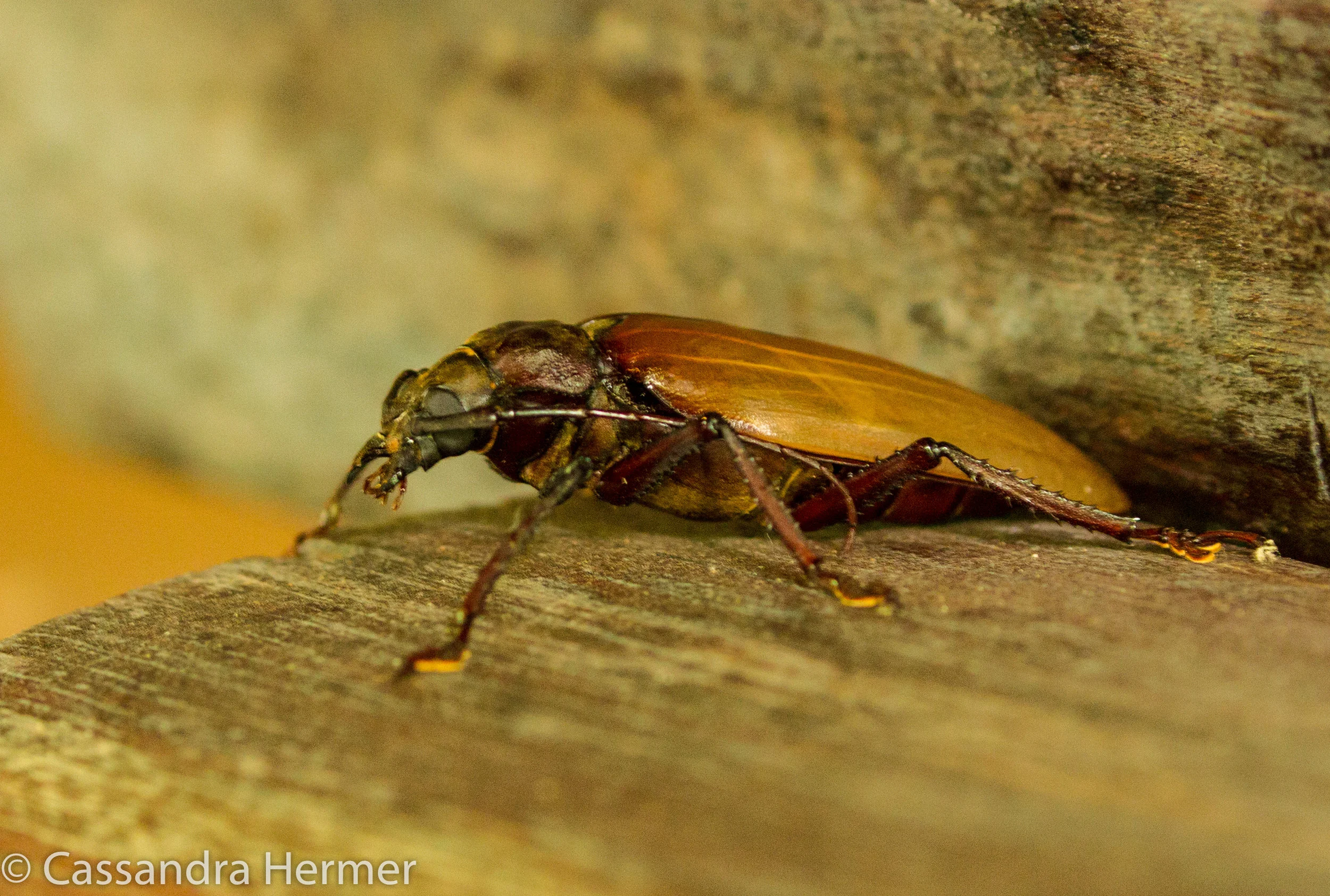  Borneo ( 3-4 inches in length) 