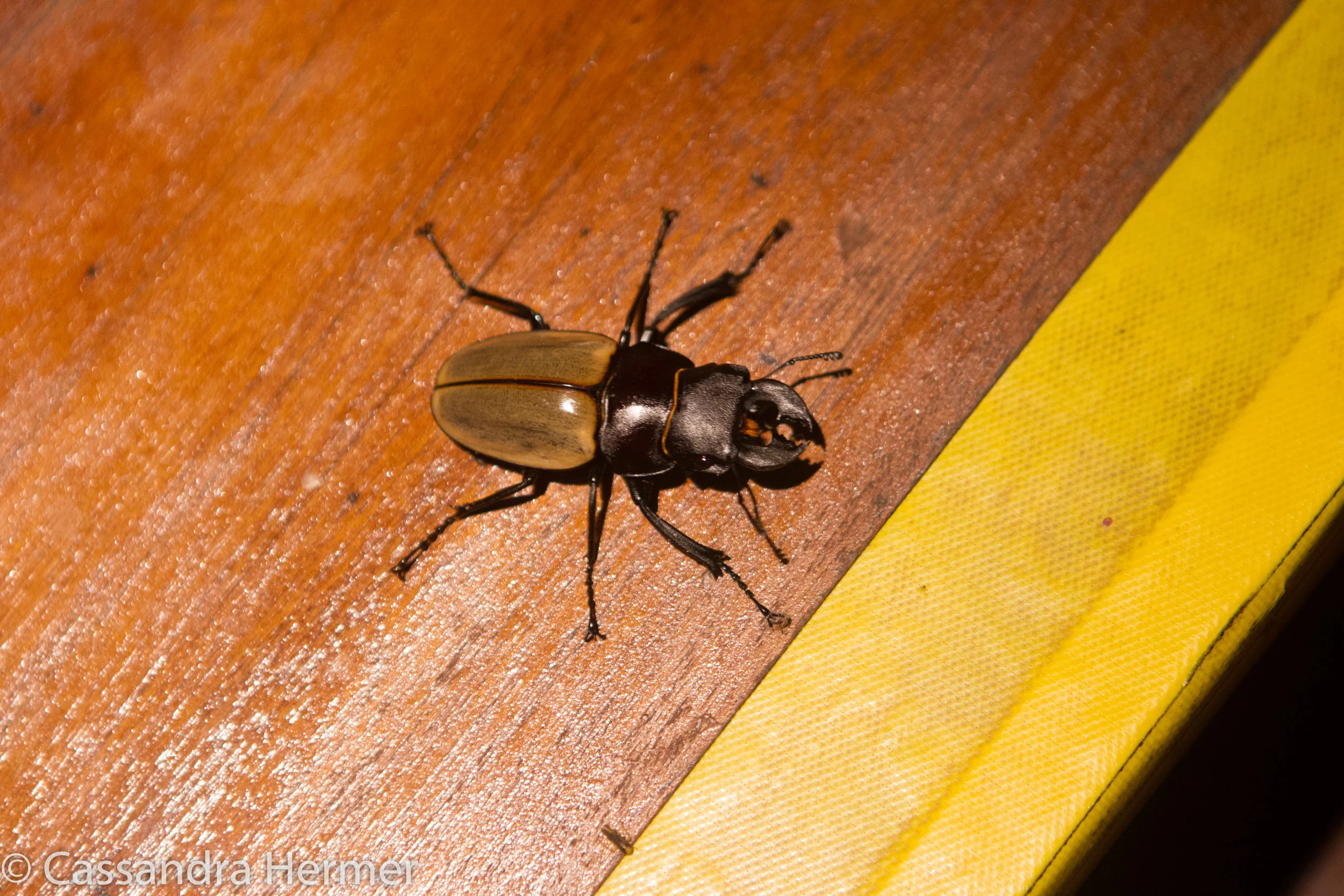  Stag Beetle, Borneo 
