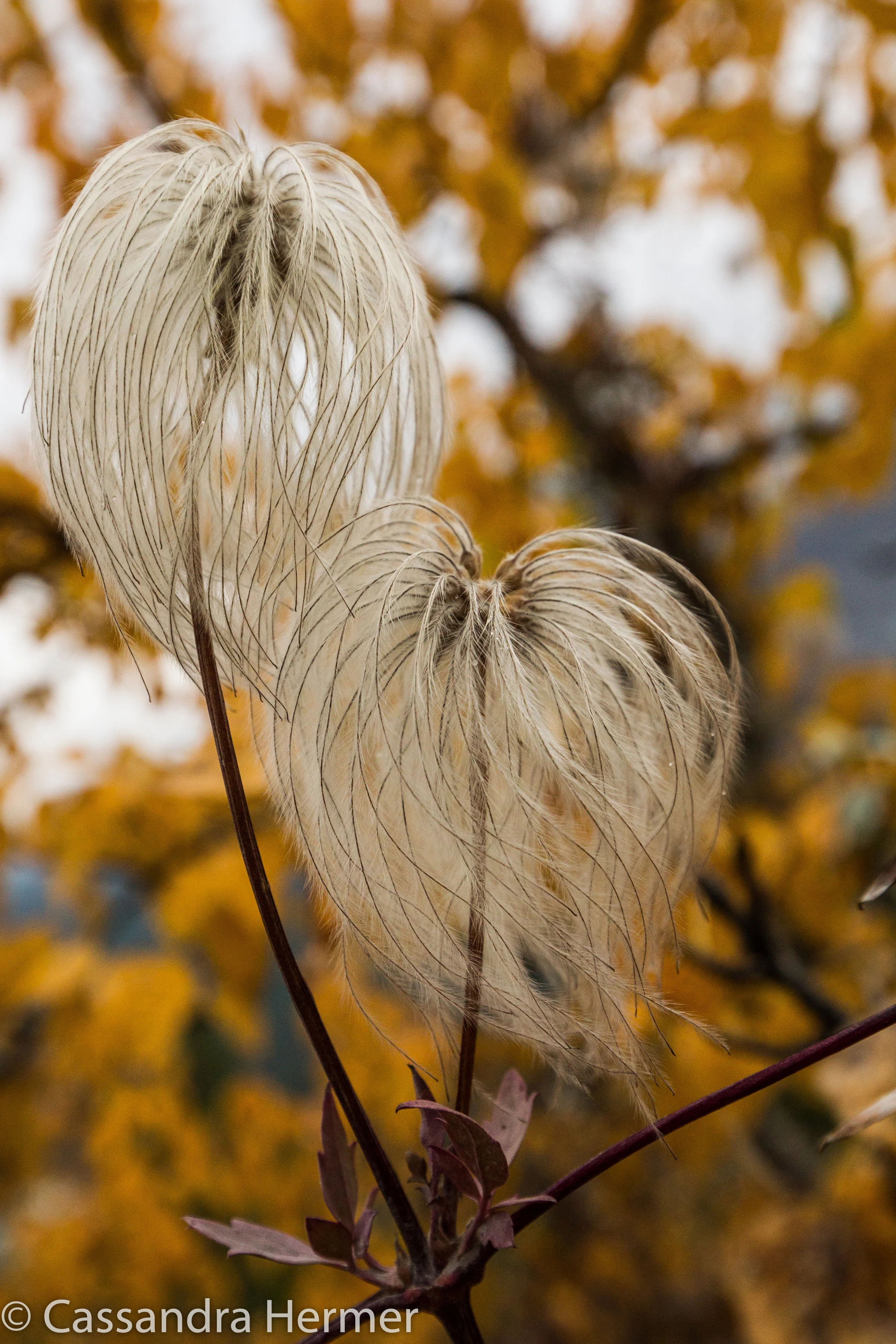  Dead weeds have a certain beauty. 