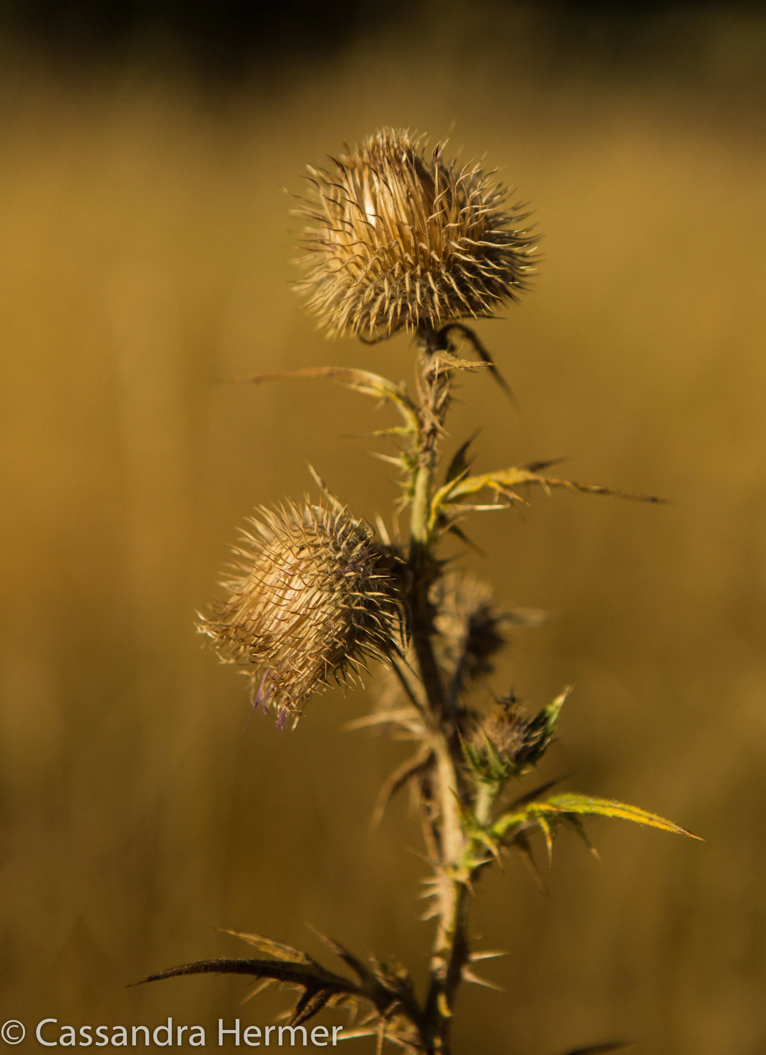  End of life for a thistle. 