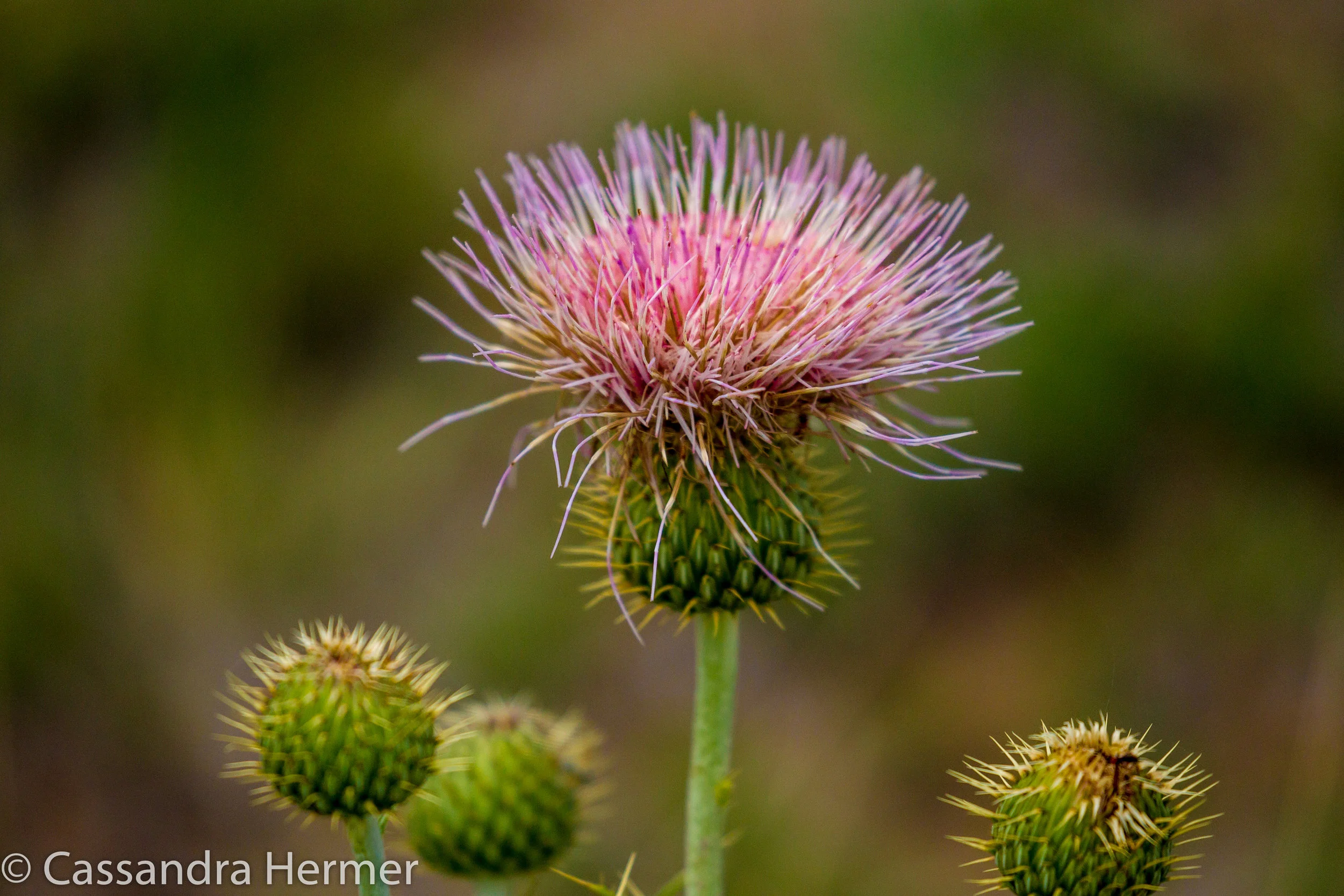  I never pass a thistle. They are a pest in a lot of places, but check out how beautiful this weed can be. 