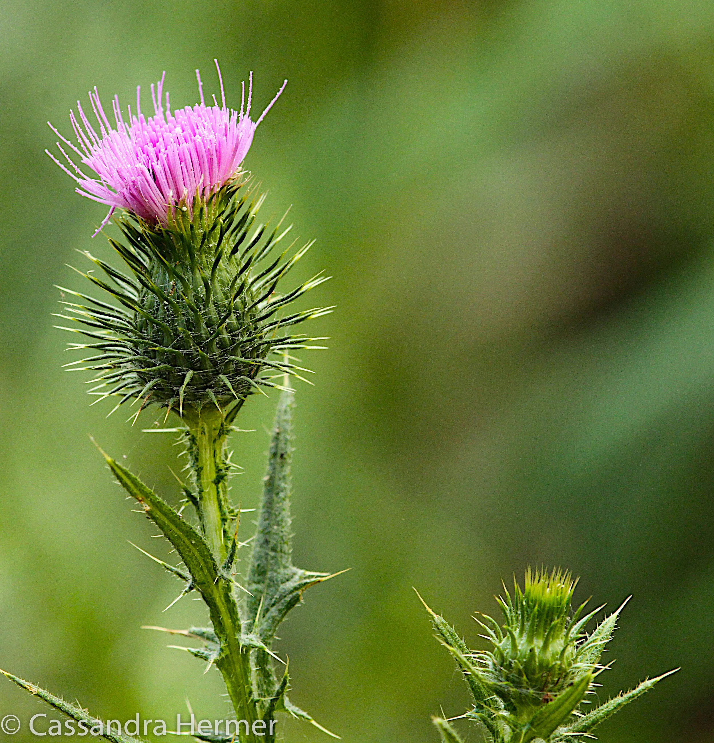  Thistle&nbsp; 