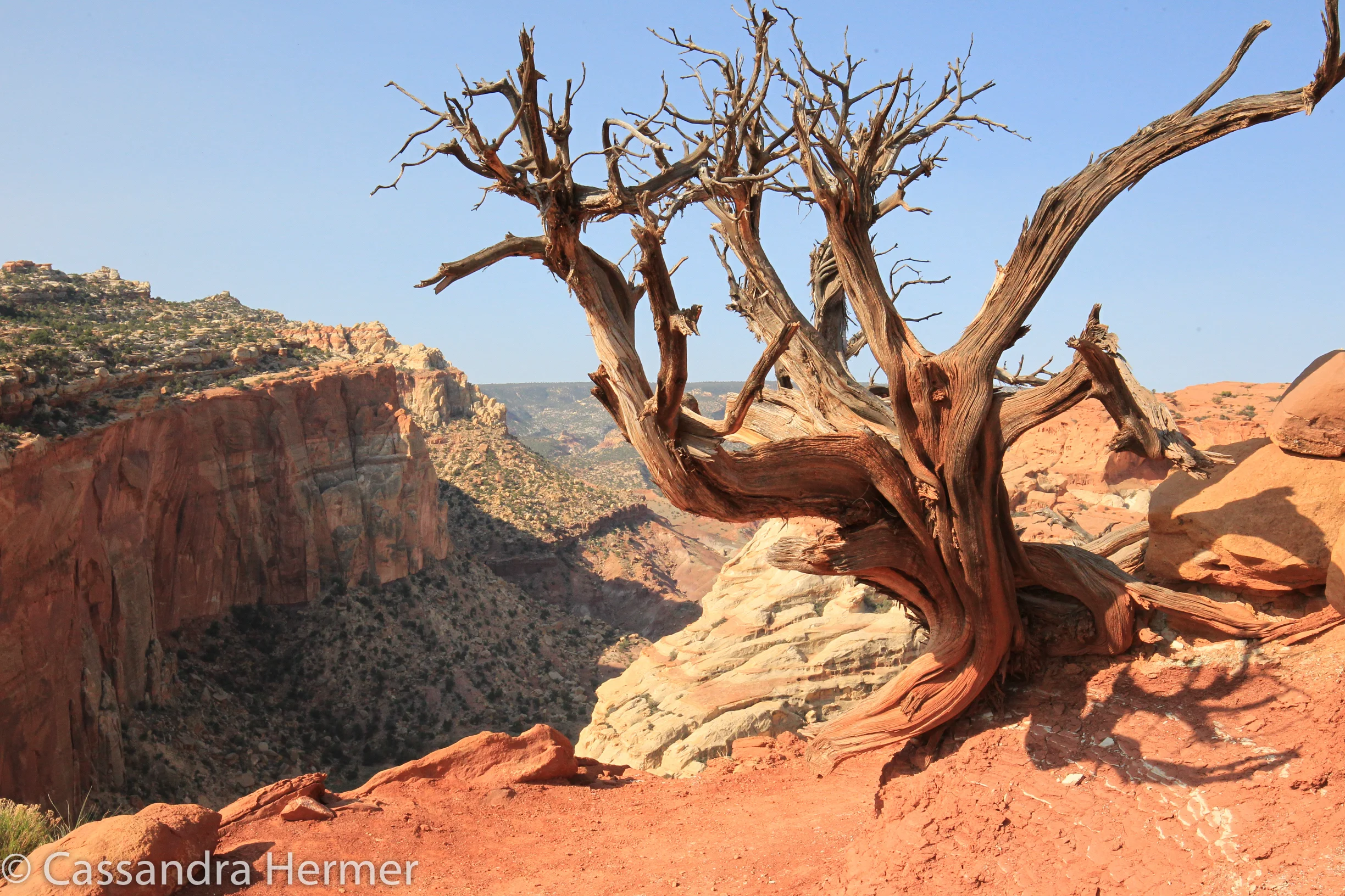 Even old dead trees look stark are beautiful. Capital Reef,Utah 