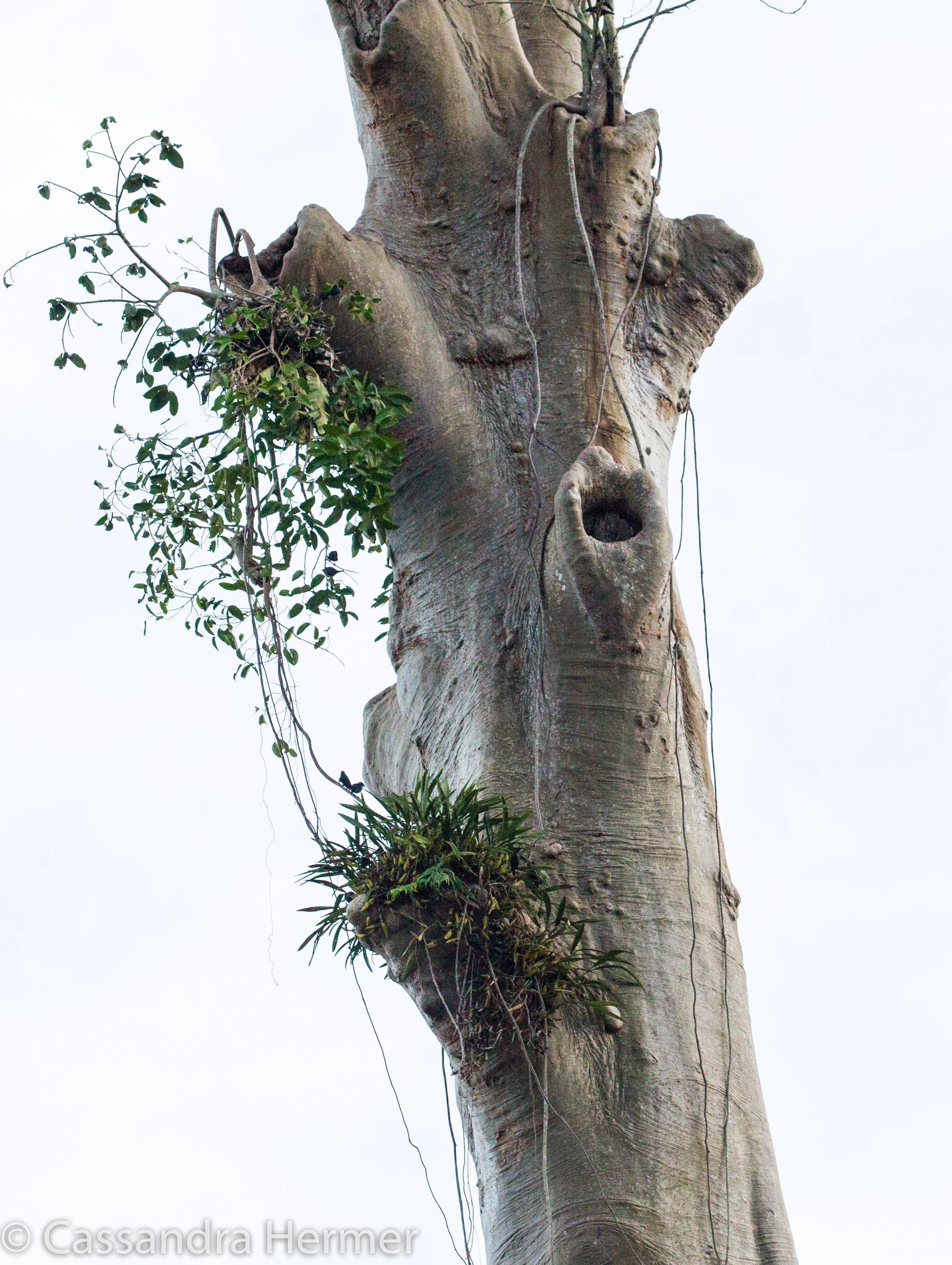  Do you see a face in this tree?? 