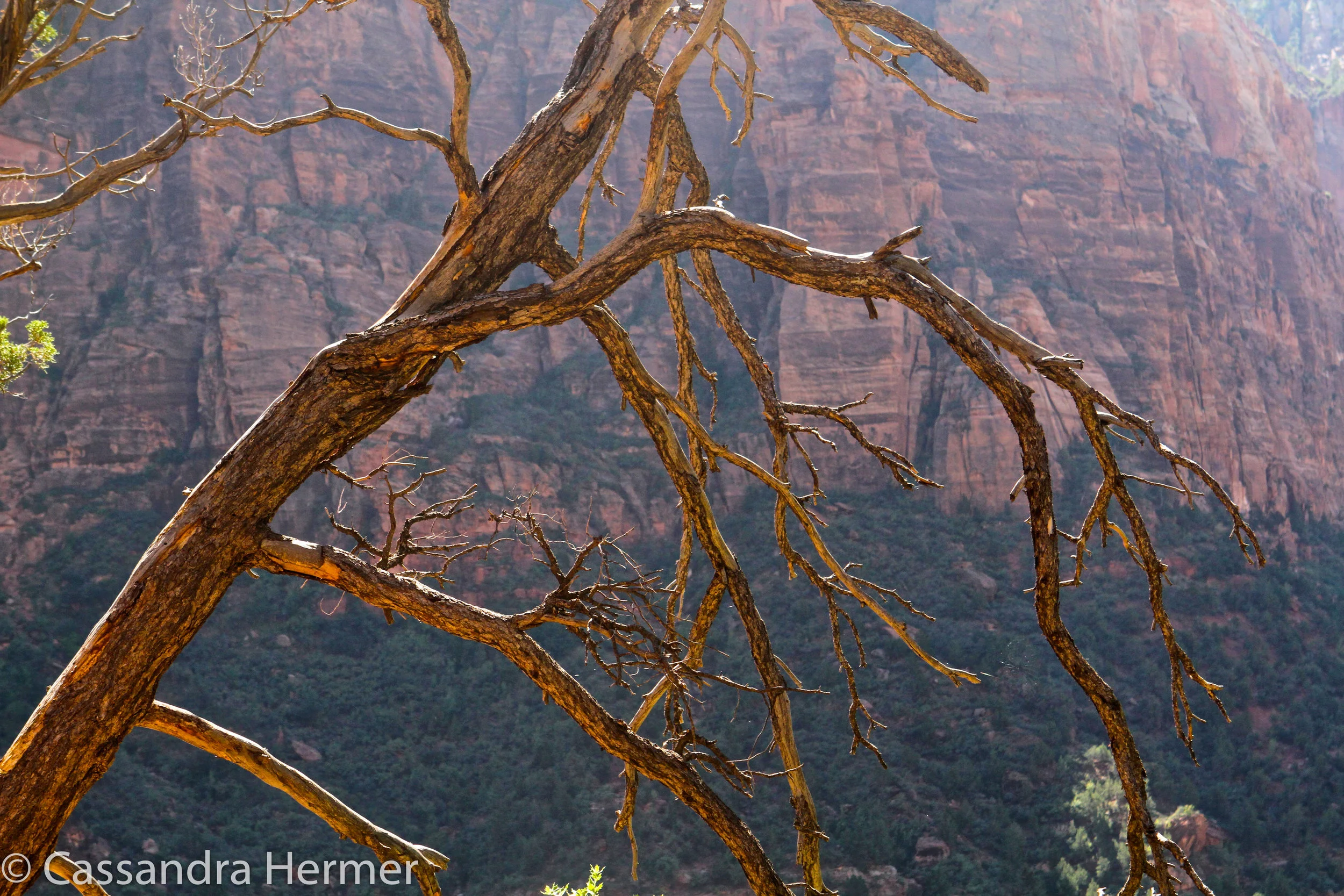  Give me a dead branch, and an interesting photo ( at least I think so) Zion National Park, Utah 