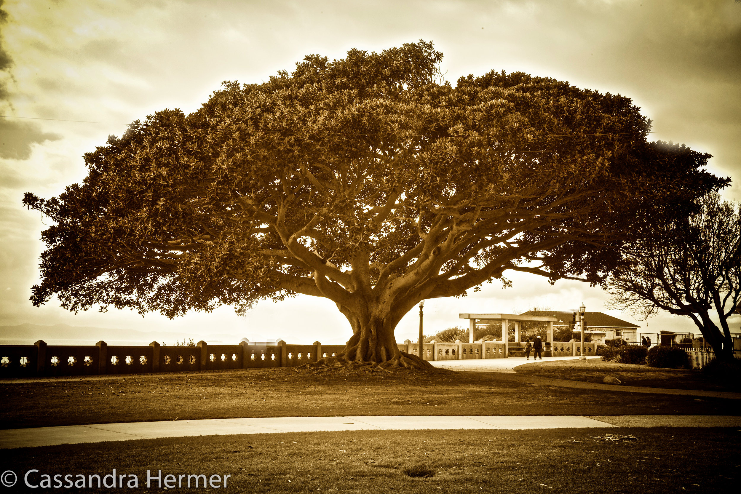 Shapes of trees also catch my eyes. San Pedro, Ca. 