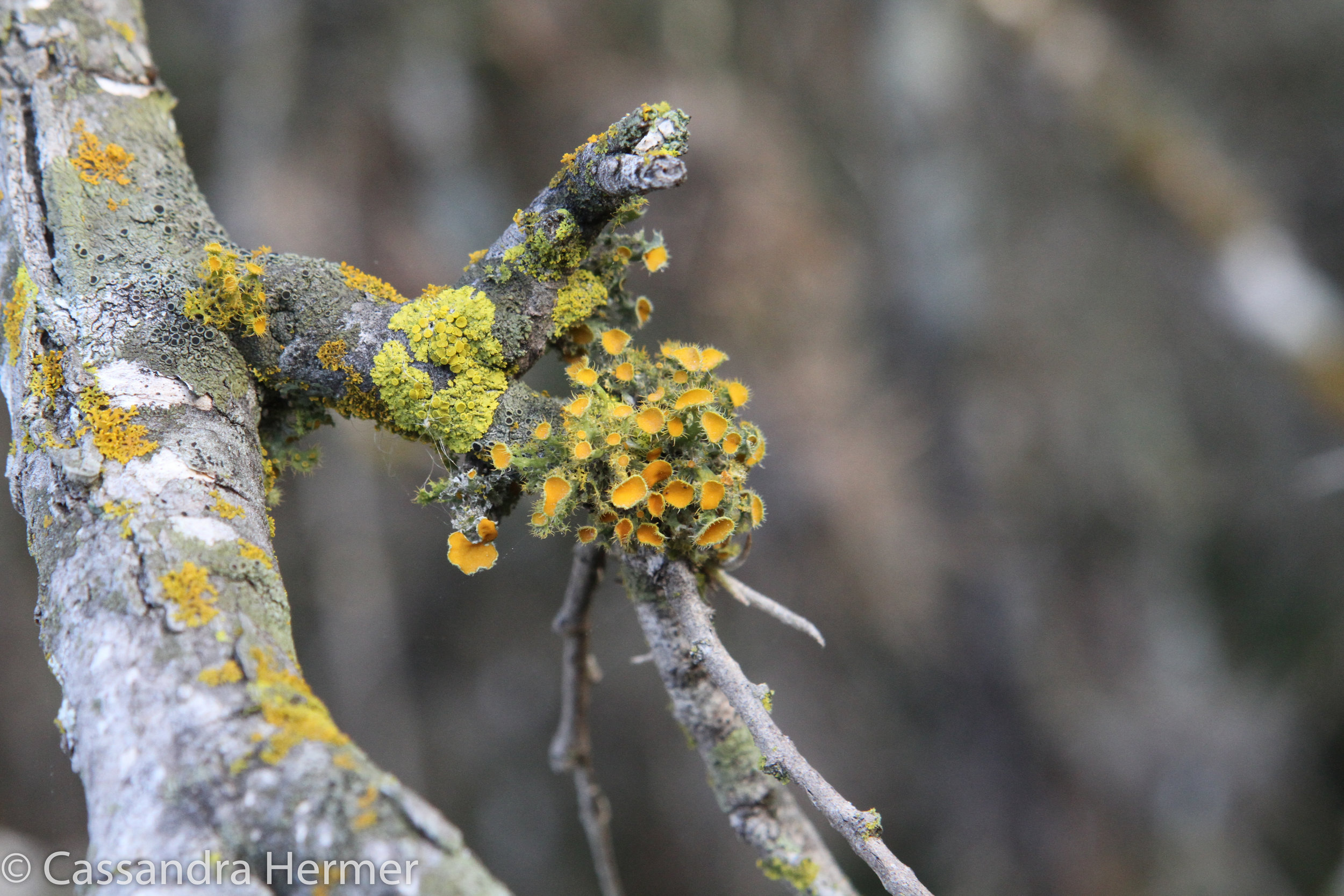  Little growths on trees, love the colors. Somewhere in Texas 