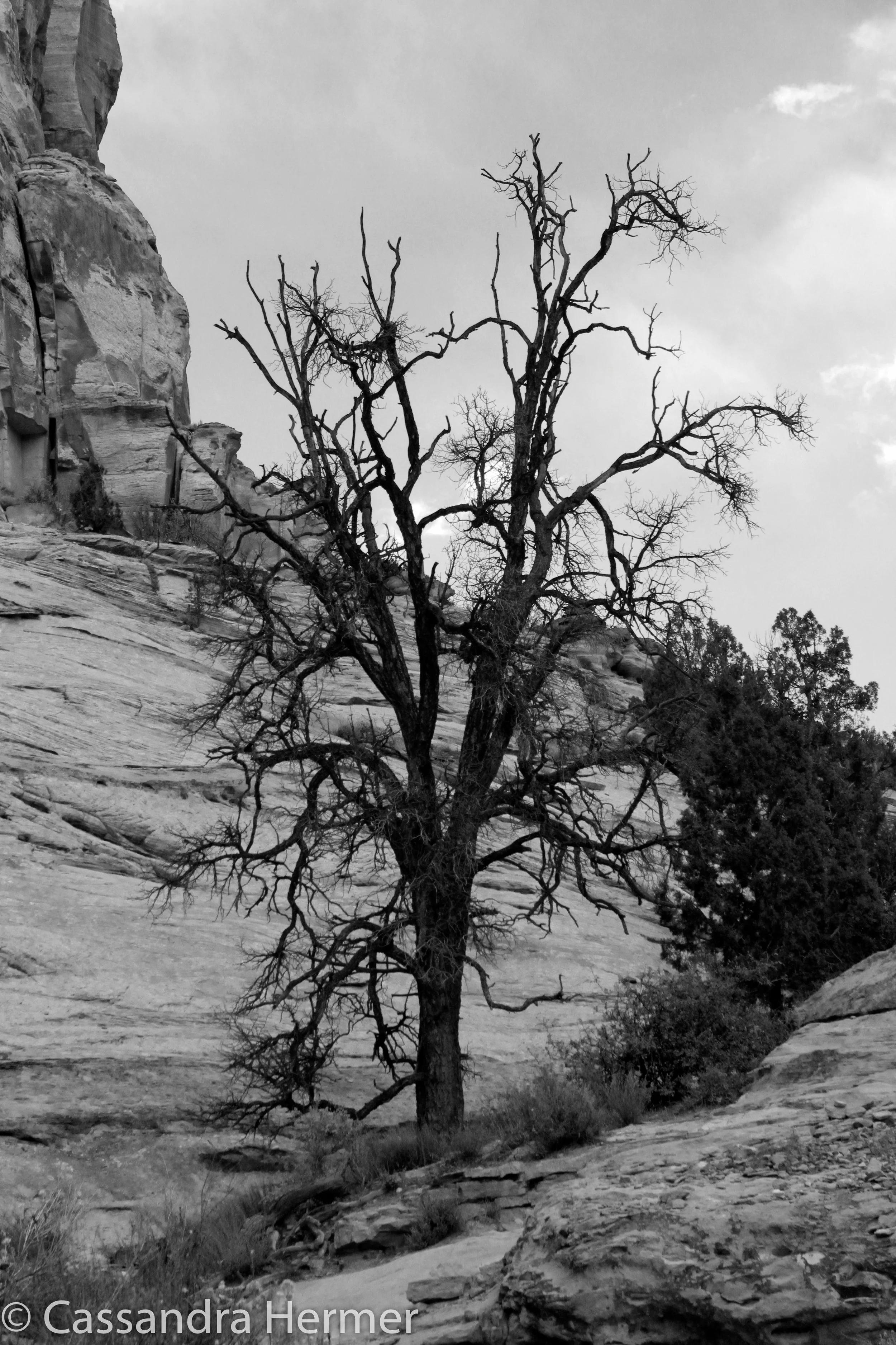  Back to dead trees. Utah 