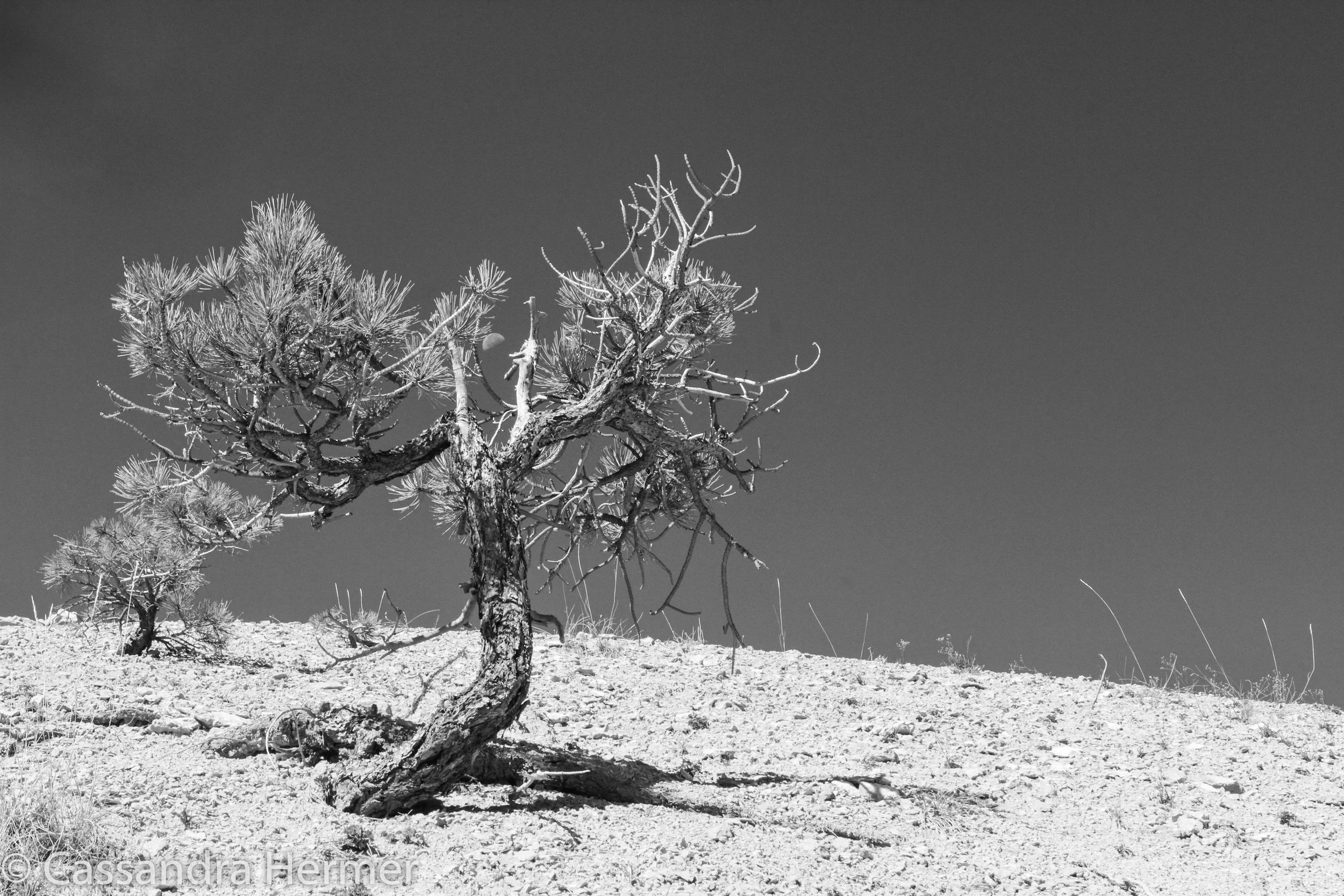  And sometimes trees have a hard time growing tall. Bryce Canyon, Utah. 