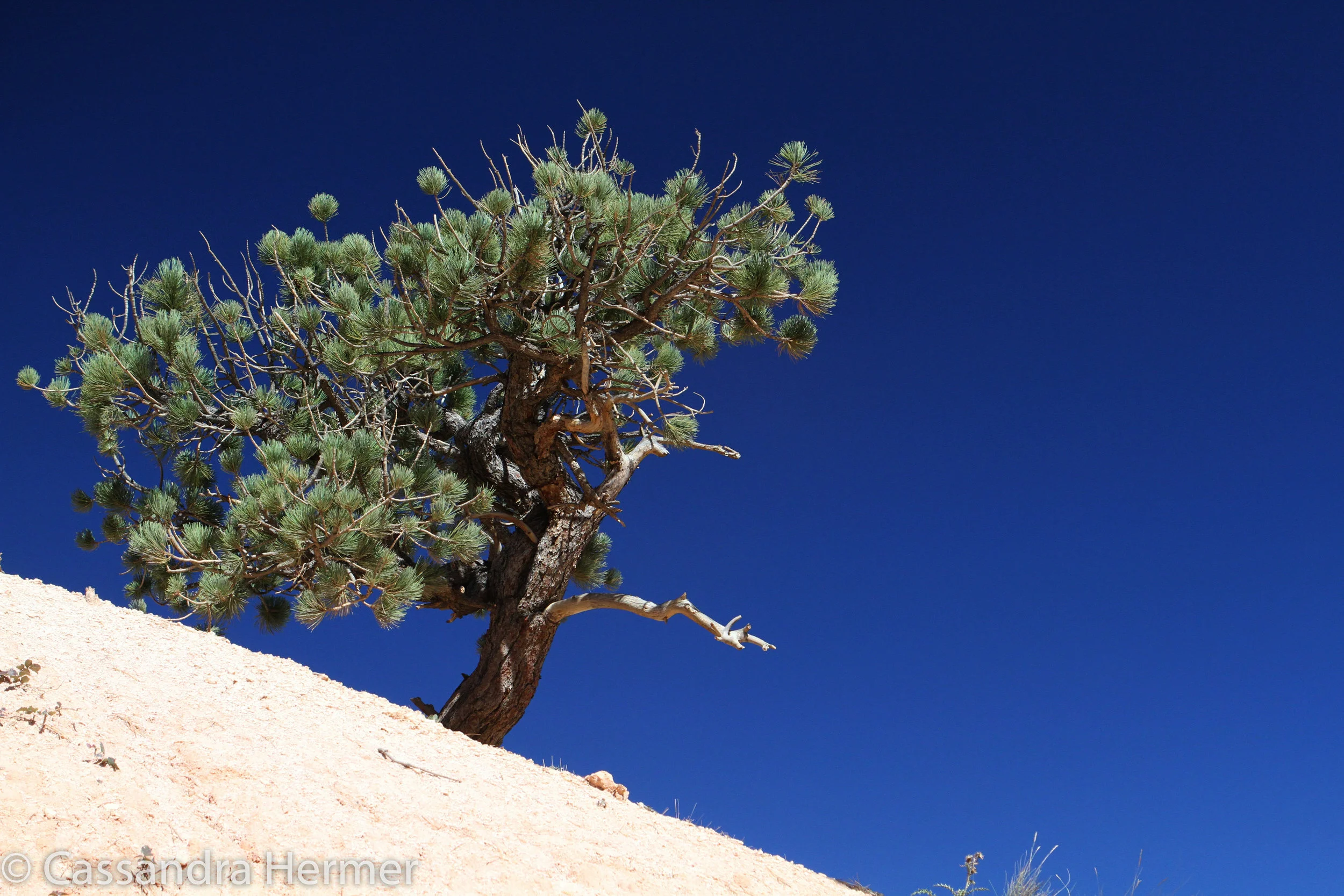  A small but old tree. Bryce Canyon Utah. 