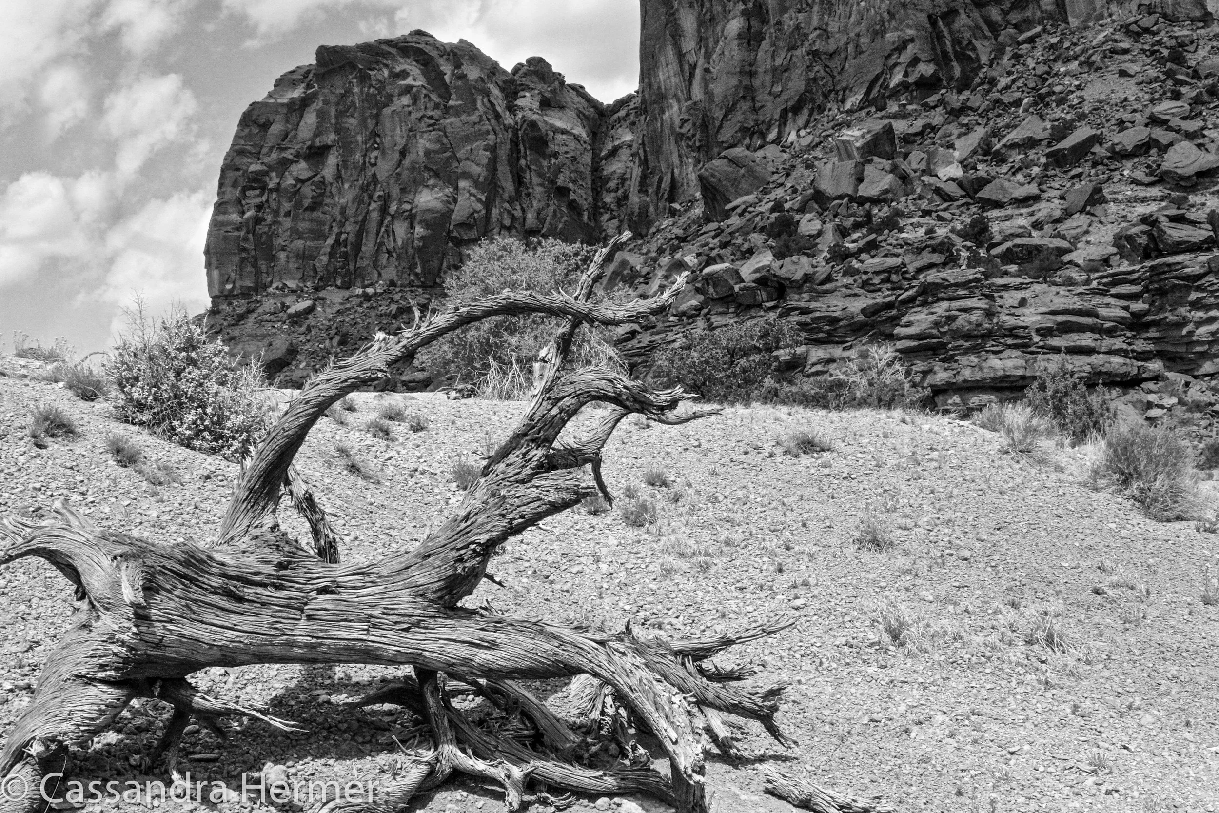  More dead branches. Capital Reef, Utah 