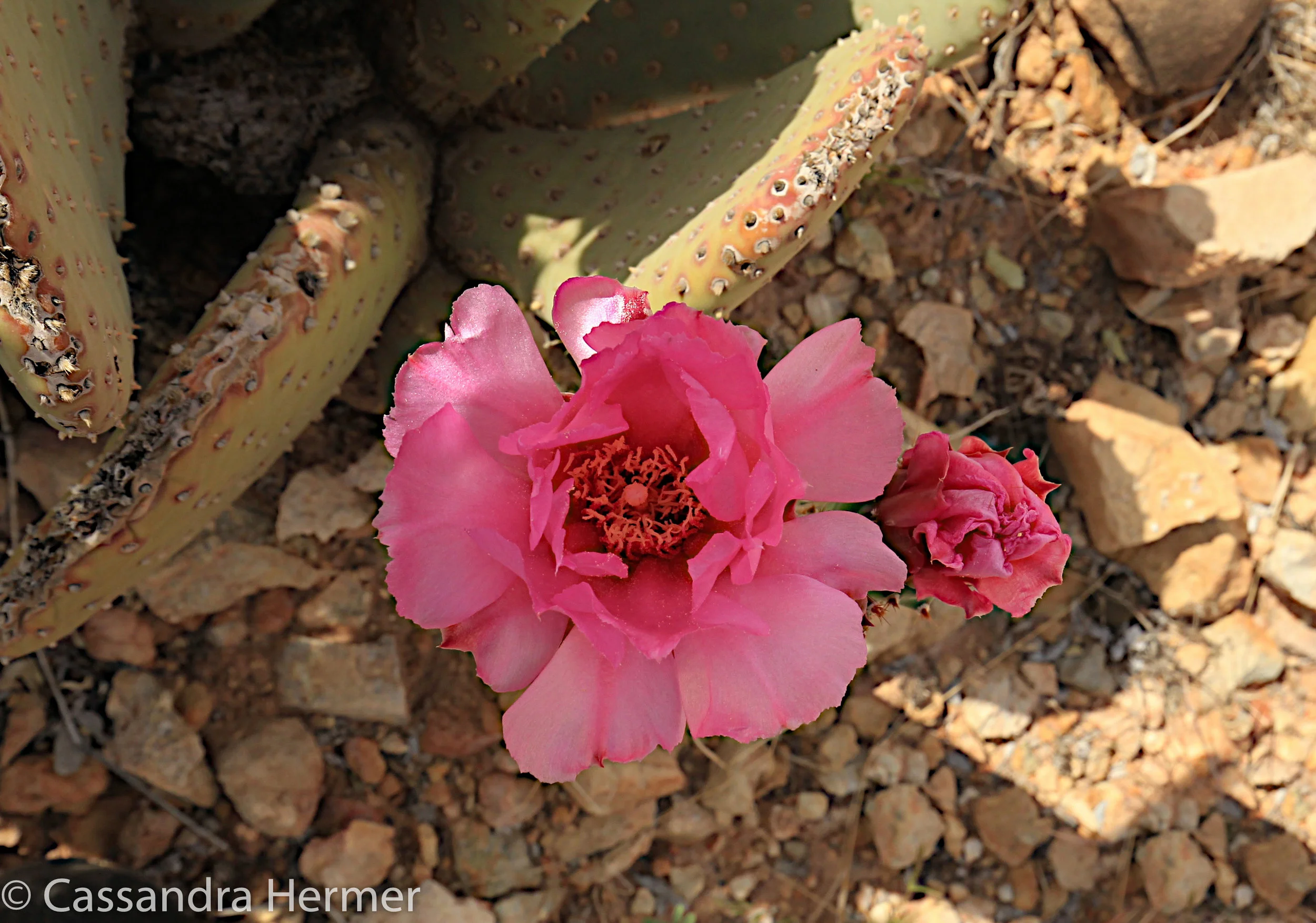  Wild cactus, bright and bold. Arizon 