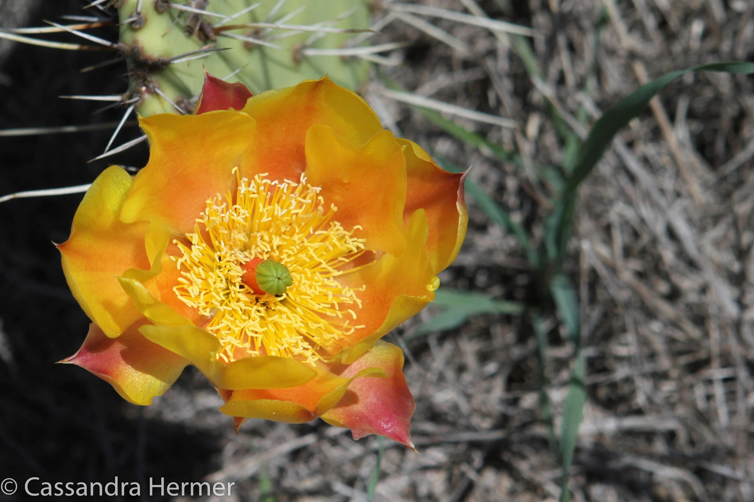  Zion National Park, Utah. 