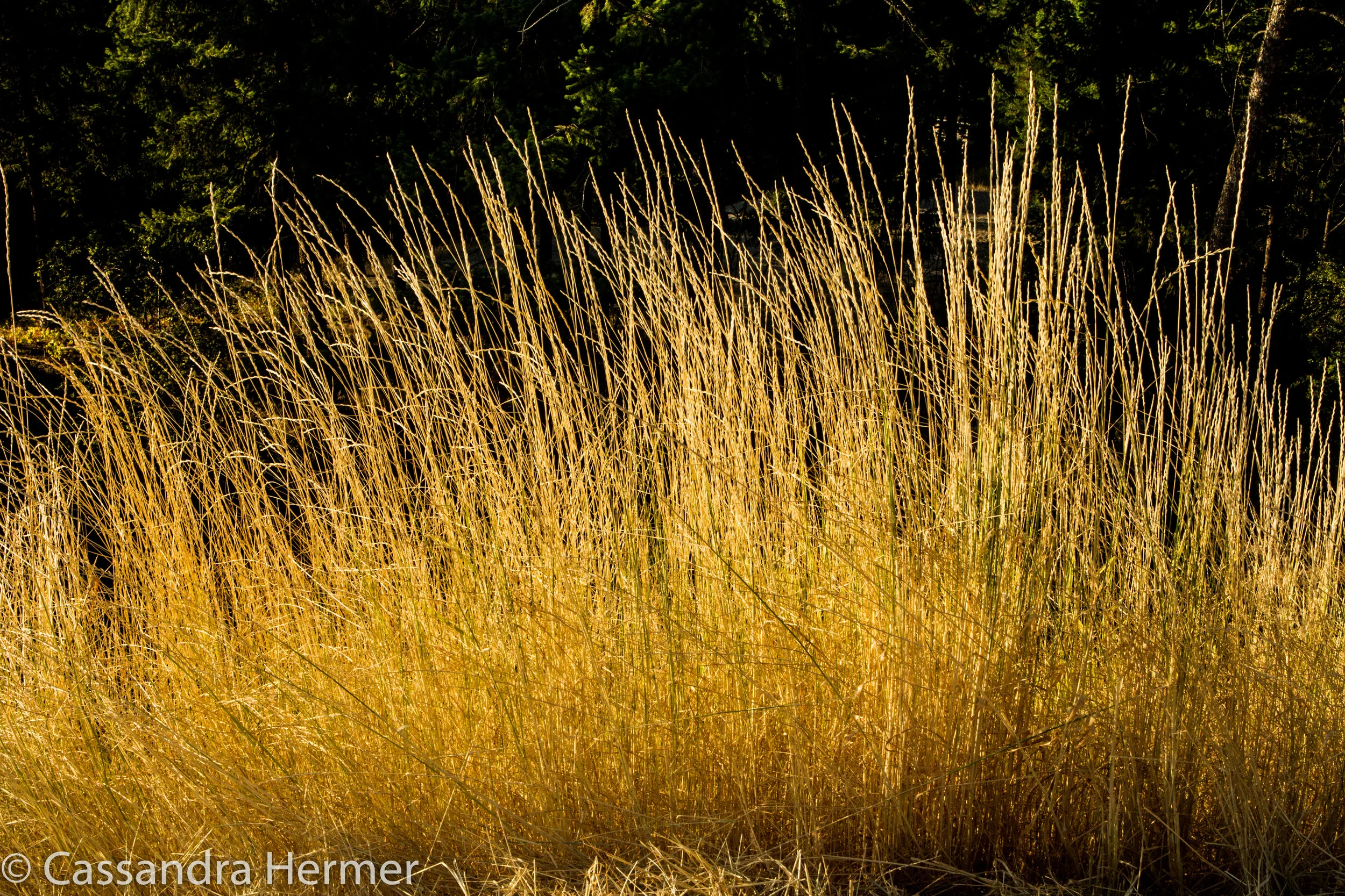  &nbsp;Dead grass at the roadside, &nbsp;Kelowna Canada 