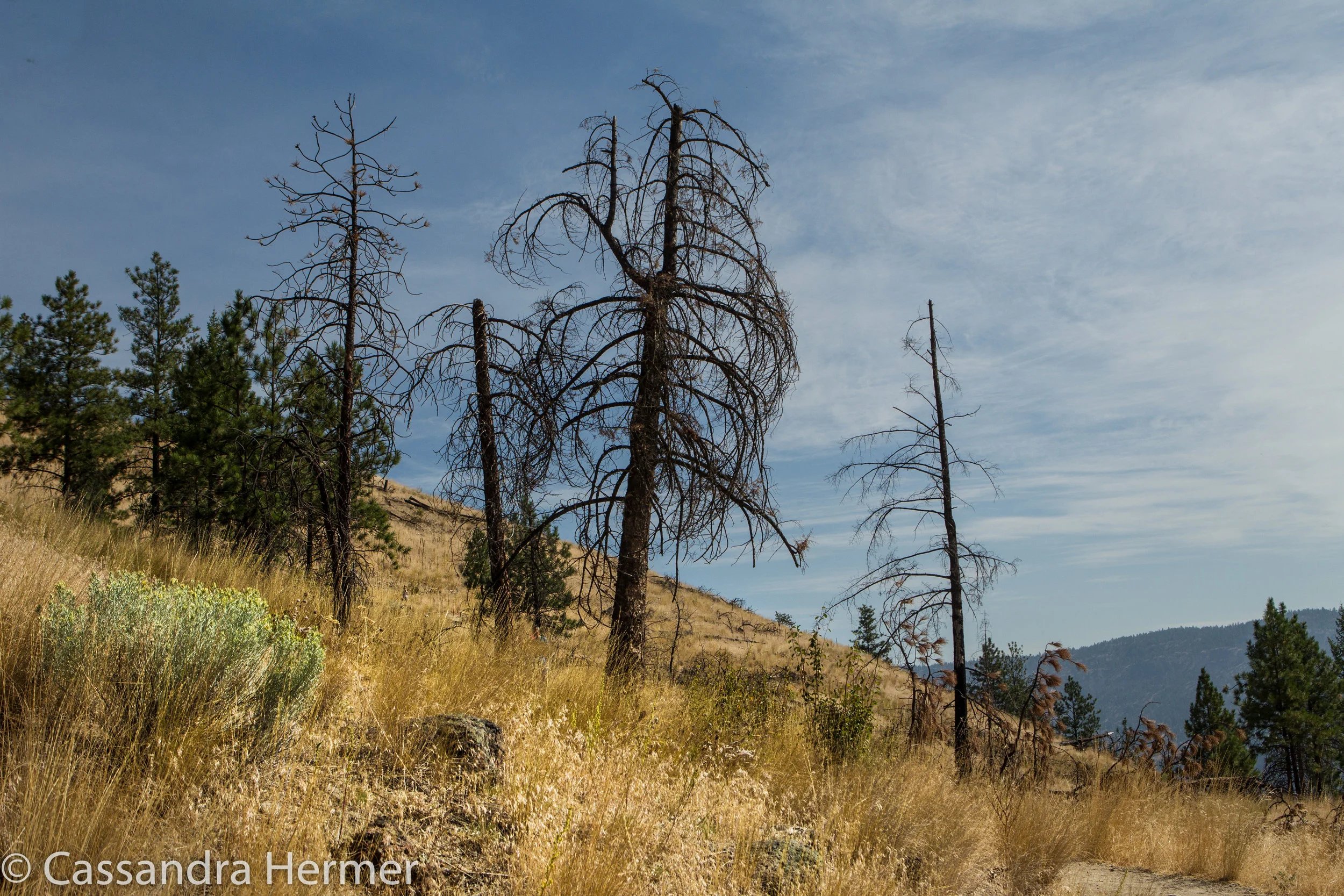  Even burned and dead trees show a certain beauty in nature. Kelowna, Canada 
